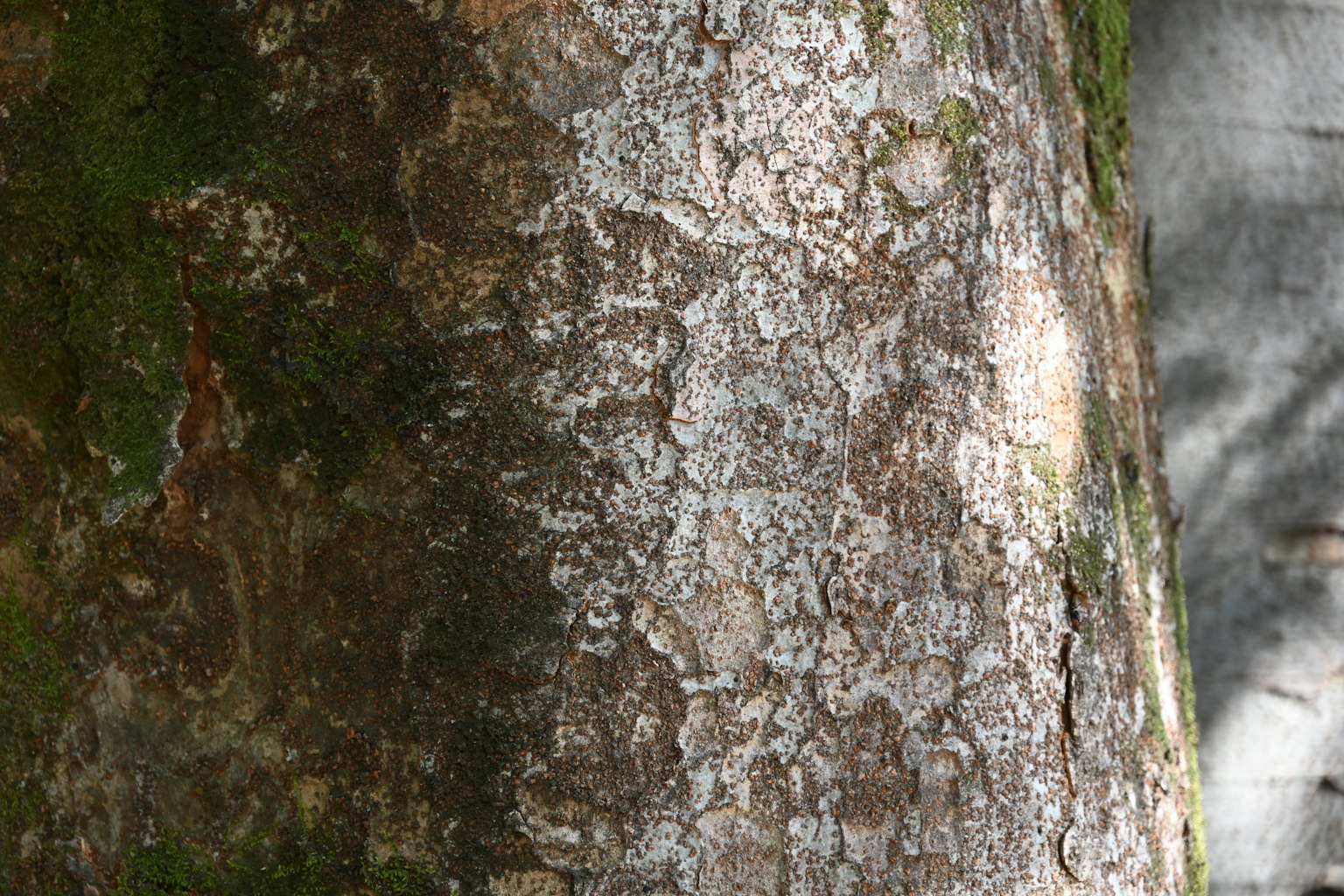 Texture dettagliata di un tronco d'albero con muschio