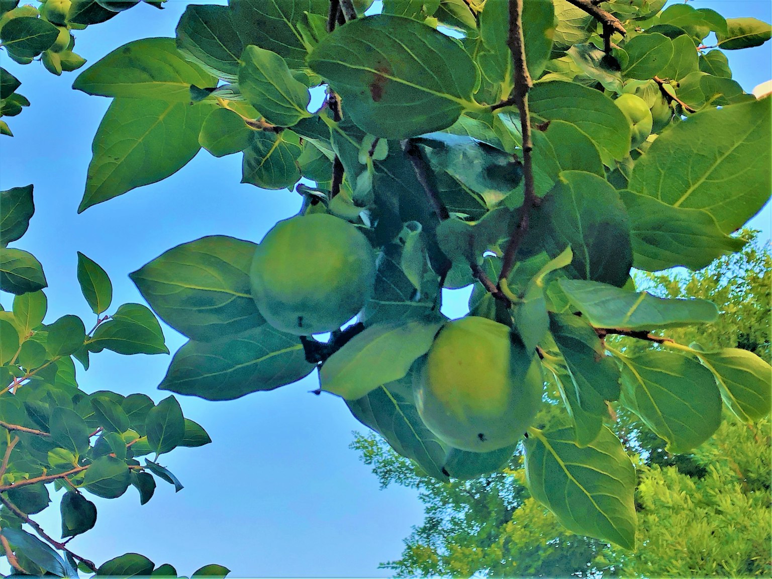 Mele verdi appese tra foglie verdi lussureggianti