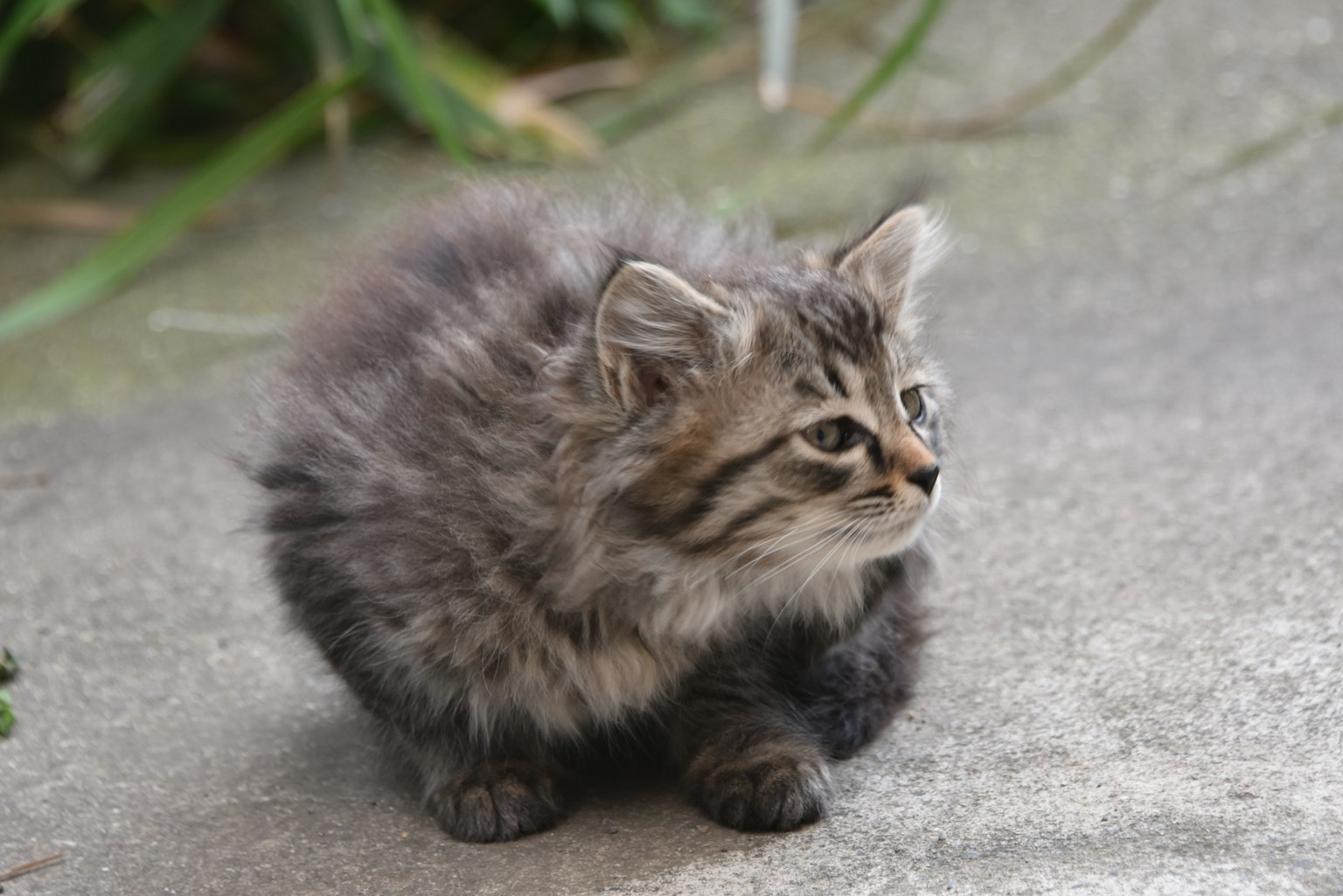 毛茸茸的灰色小猫坐在外面