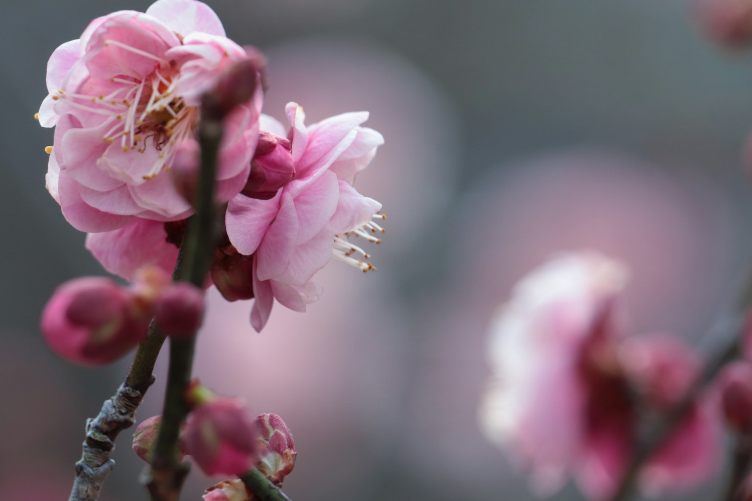 Nahaufnahme von Kirschblüten mit rosa Blütenblättern und Knospen