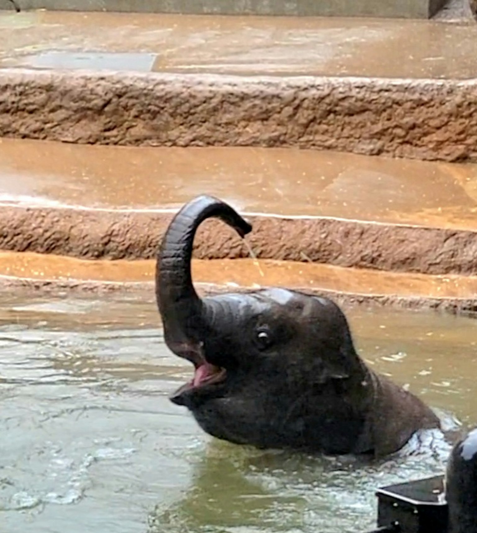 Ein junger Elefant, der im Wasser spielt und mit seinem Rüssel spritzt