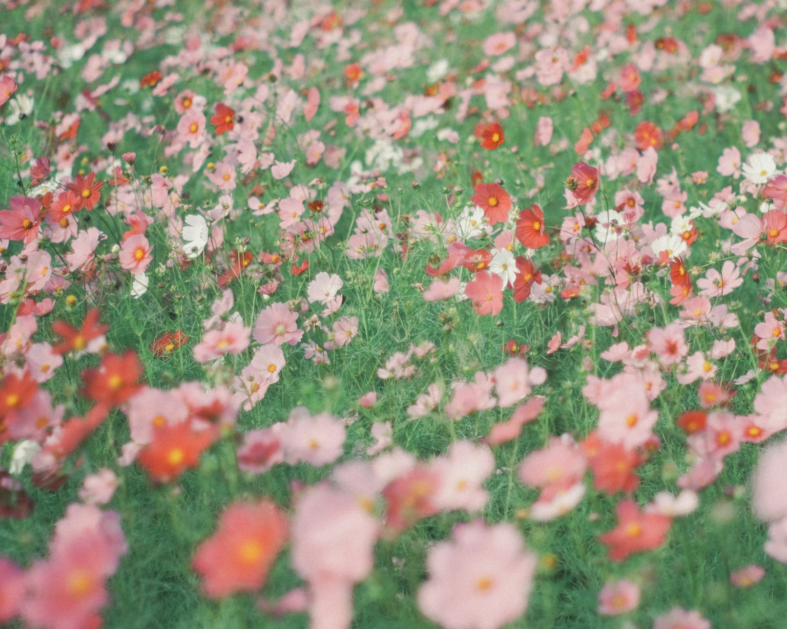 Lebendiges Feld mit rosa und roten Blumen in voller Blüte