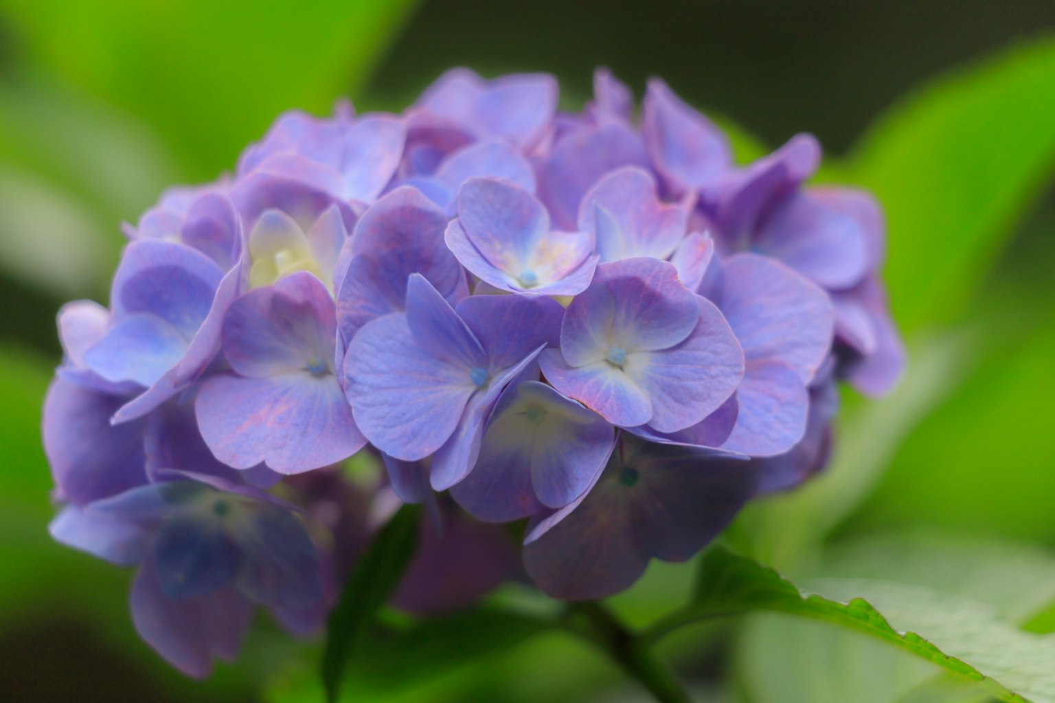 Raccolta di fiori di ortensia viola circondati da foglie verdi