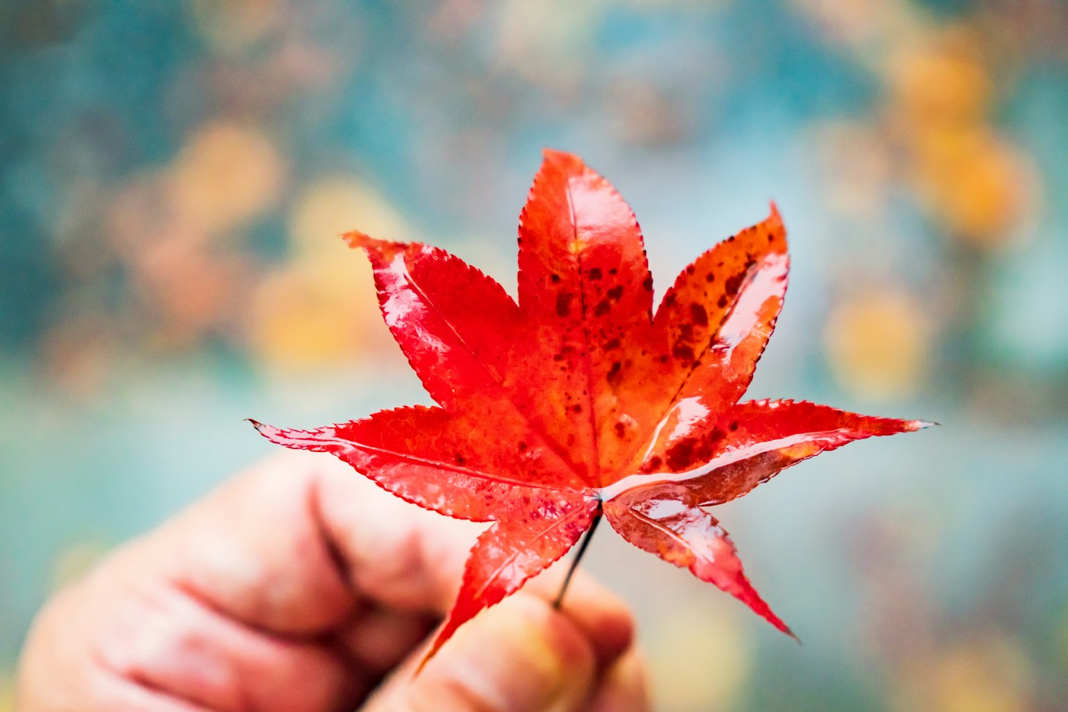 A vibrant red maple leaf held in a hand