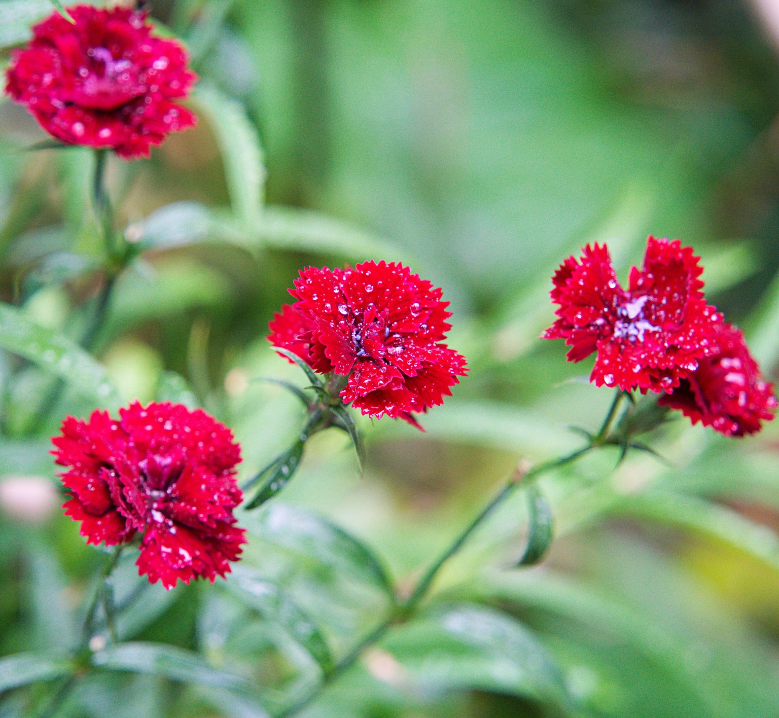 Groupe de fleurs rouges avec un feuillage vert en arrière-plan