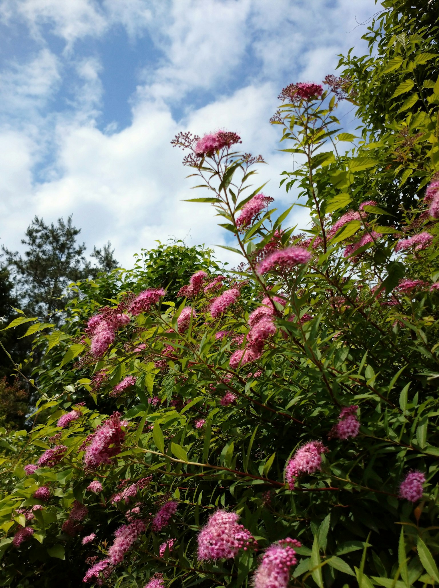Fleurs roses et feuilles vertes prospérant sous un ciel bleu
