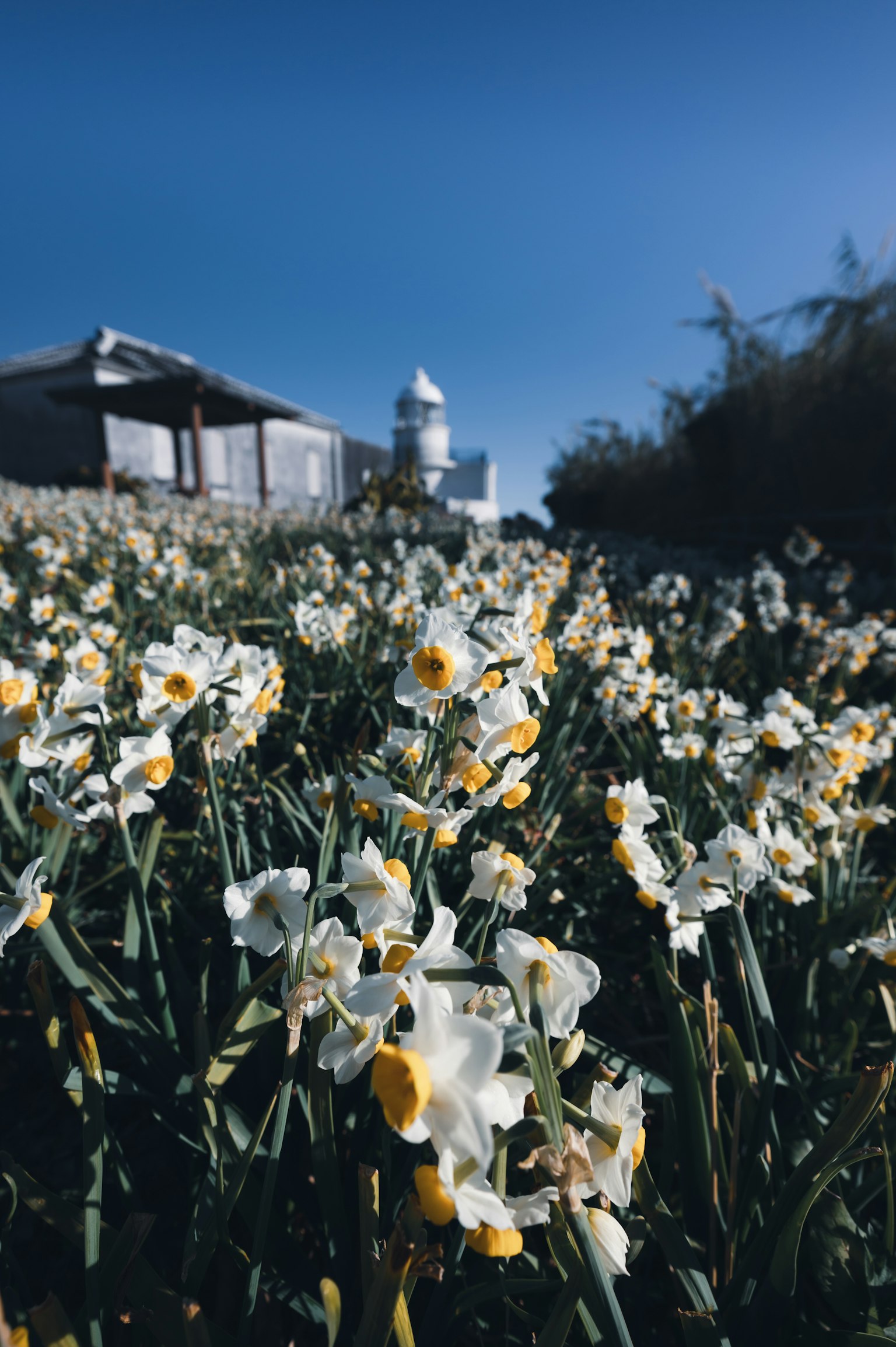 Campo de flores blancas y amarillas bajo un cielo azul claro