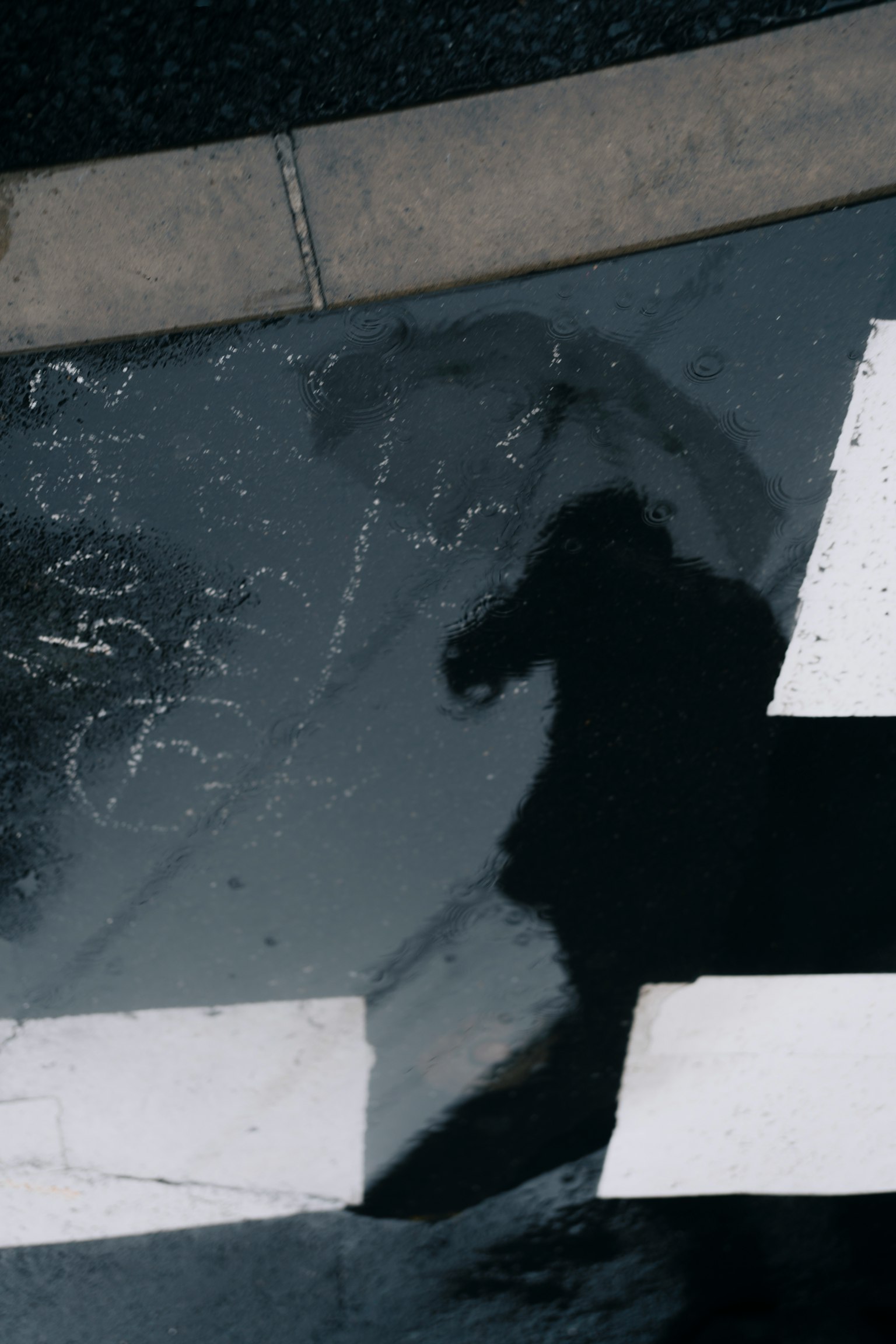 Reflection of a person in a puddle on the road with white crosswalk lines