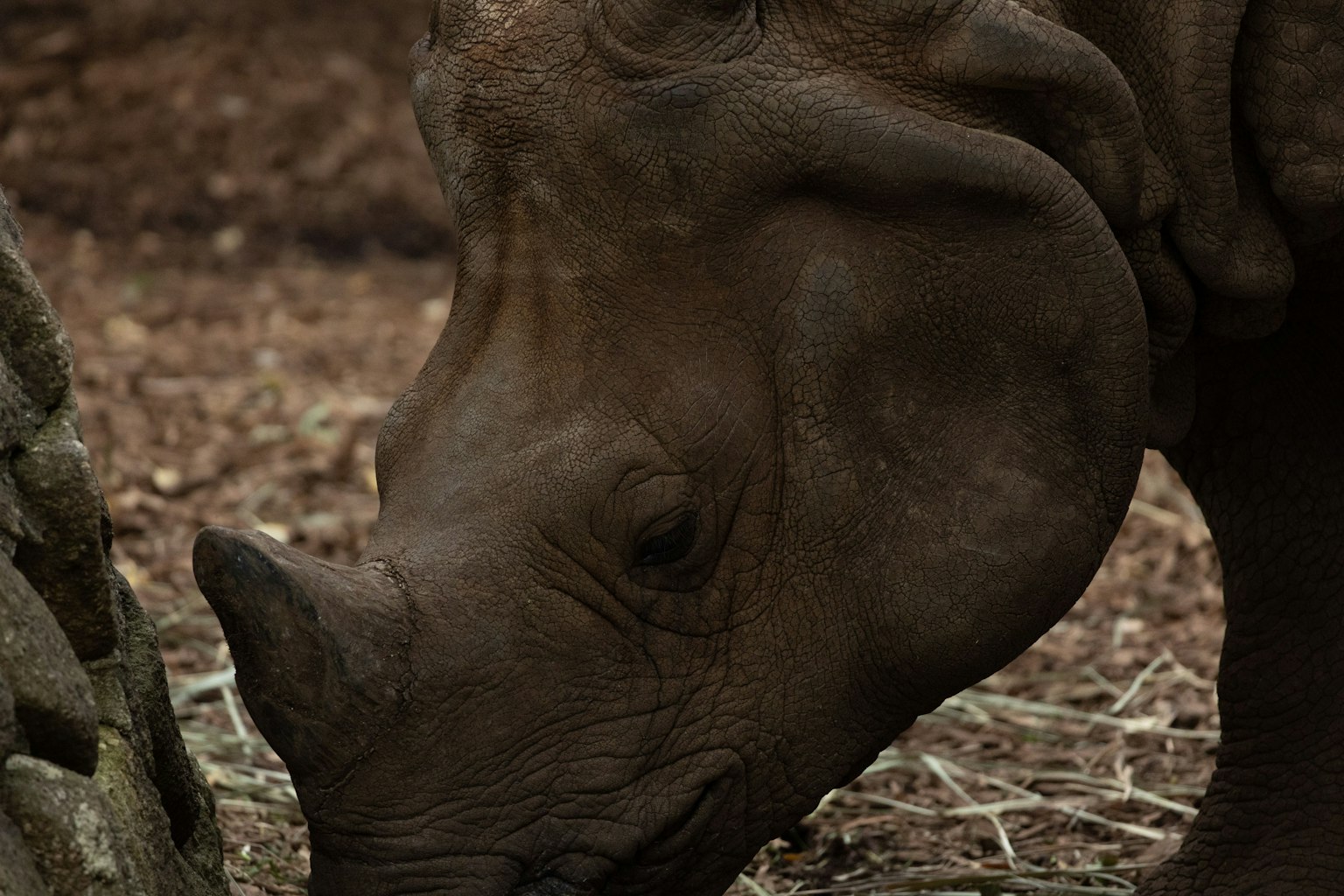 Nahaufnahme eines Nashorns, das in einem Zoo frisst
