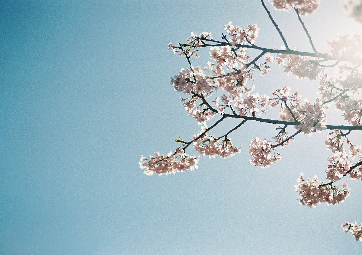 Rami di ciliegio in fiore contro un cielo blu chiaro