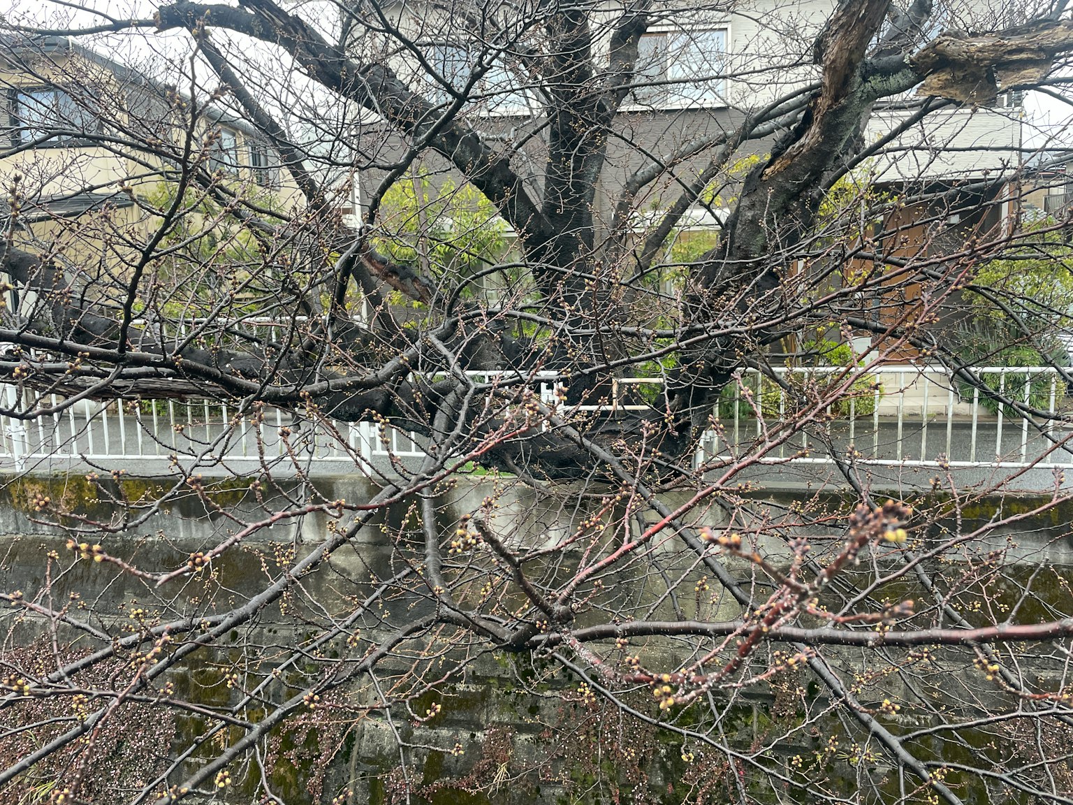 Ramas desnudos de un árbol detrás de una cerca blanca sobre un río