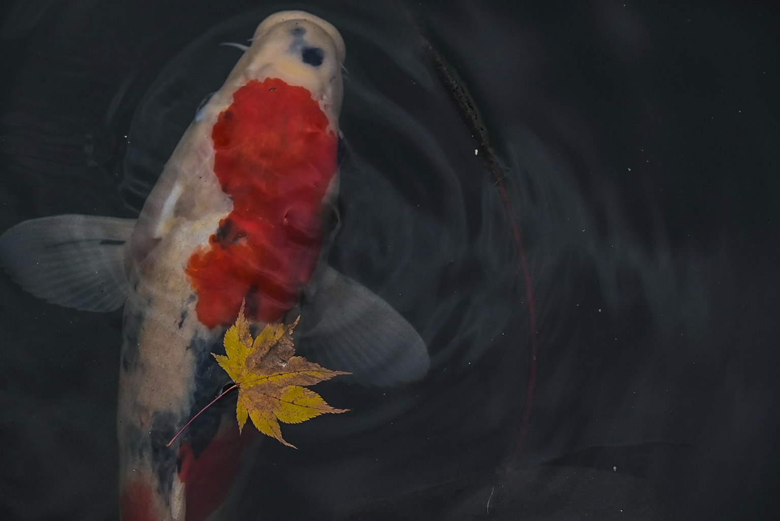 Ikan koi bermotif cerah dan daun kuning mengapung di atas air