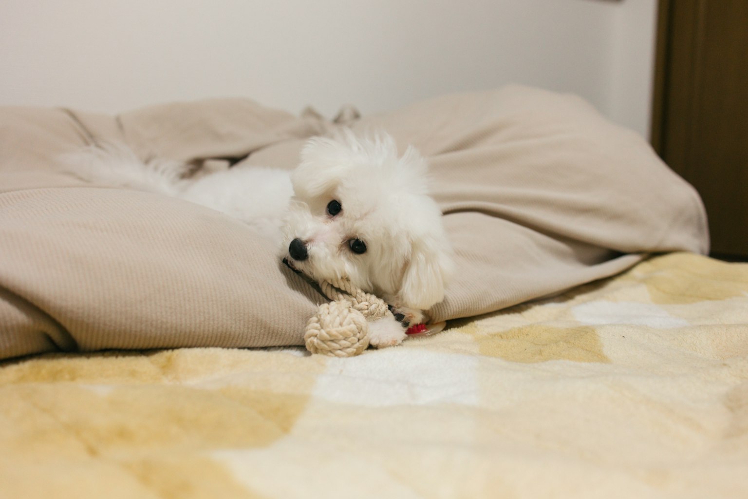 Cane bianco sdraiato su un letto con un giocattolo