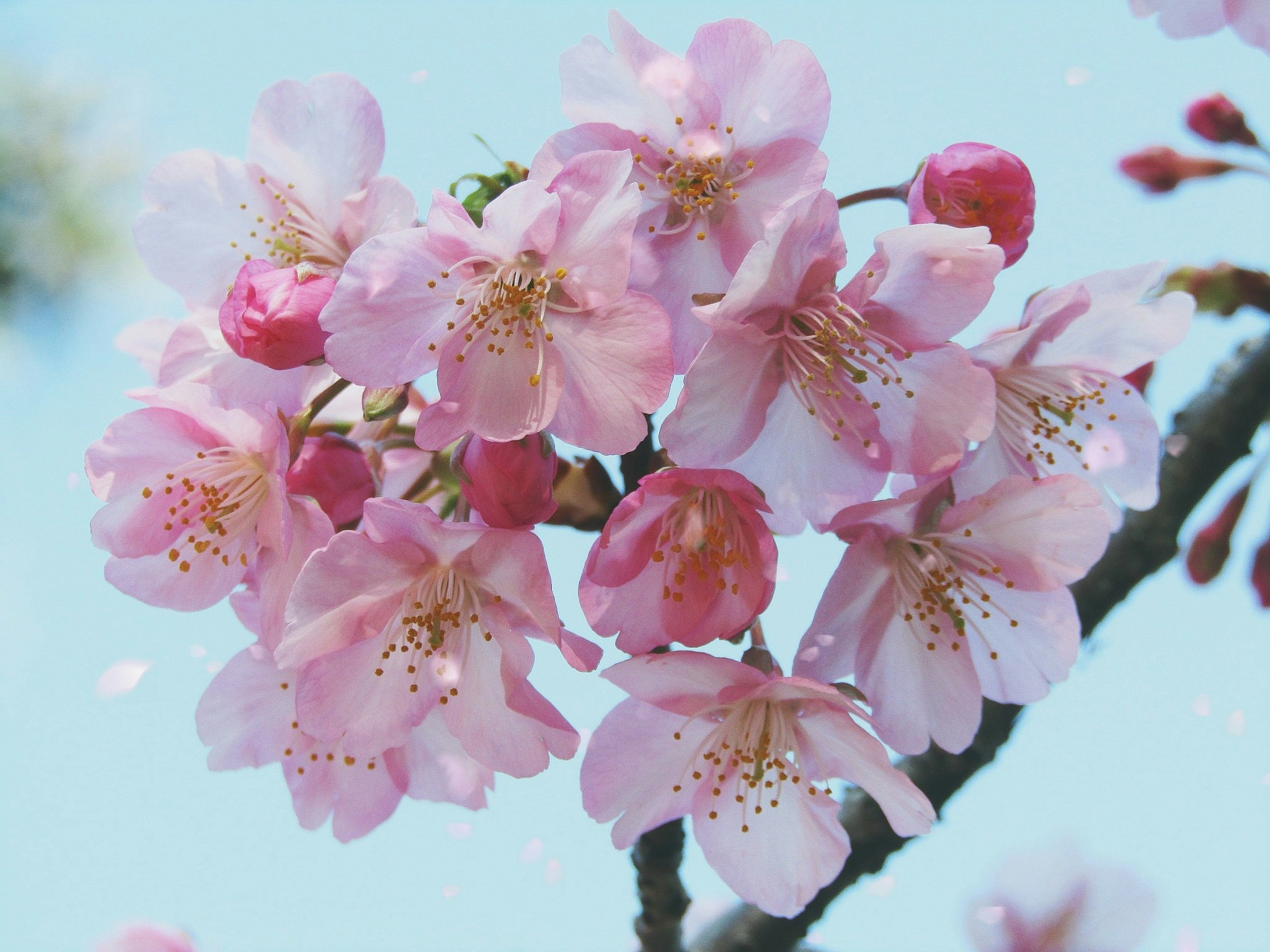 bunga sakura Kawazu berwarna pink muda di ujung ranting