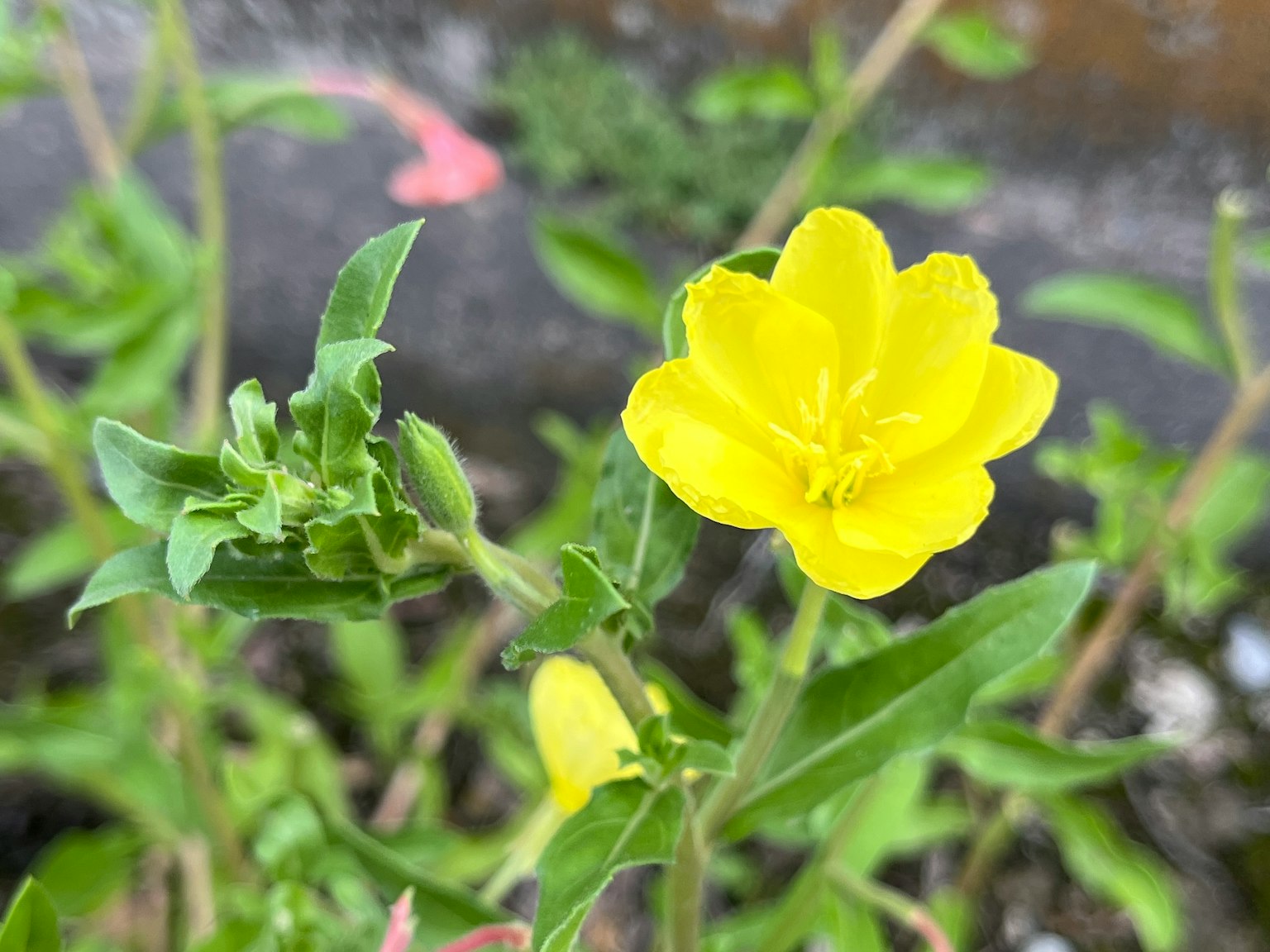 特写植物，鲜艳的黄色花朵和绿色叶子