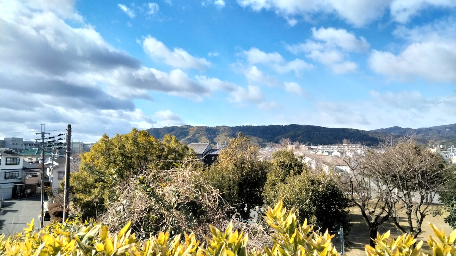 風景如畫的藍天和雲朵以及黃色葉子植物