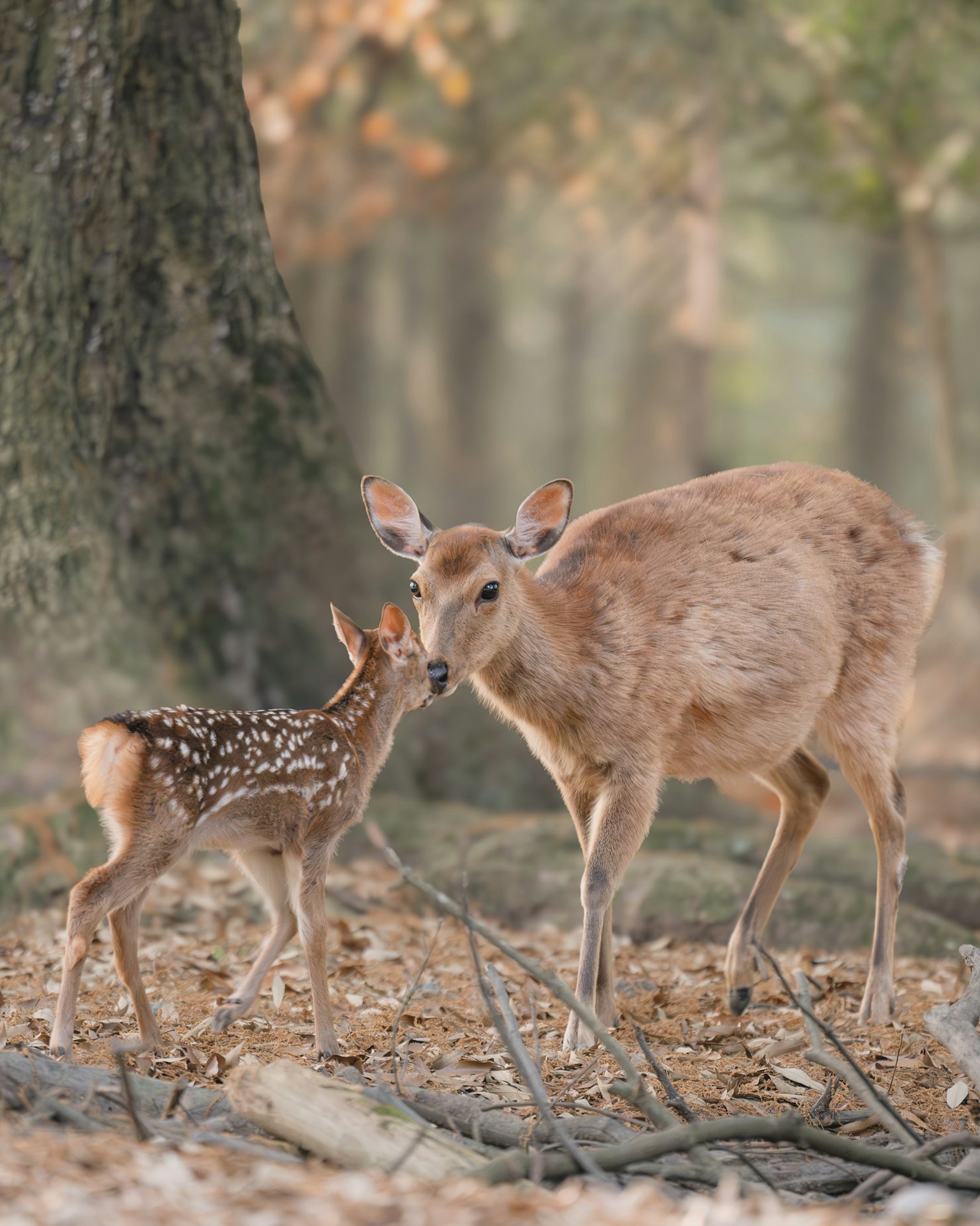 A mother deer and fawn nuzzle in a forest setting