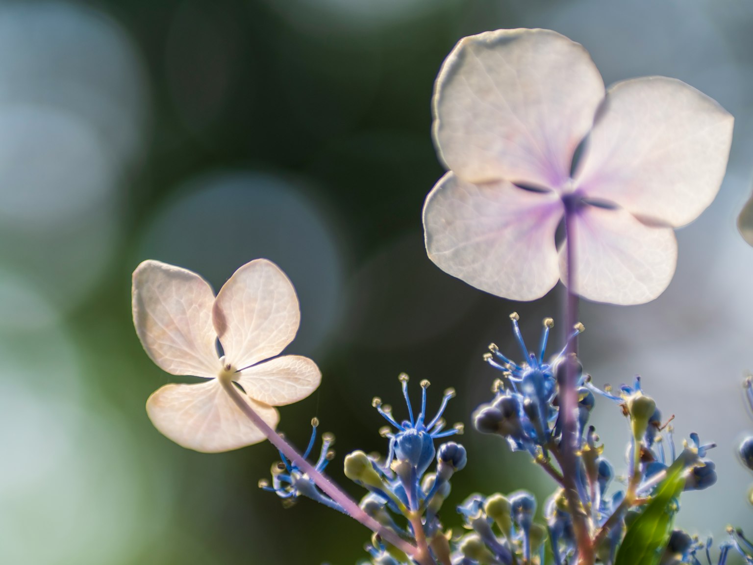 Gros plan de pétales délicats avec une teinte claire et des grappes de fleurs bleues