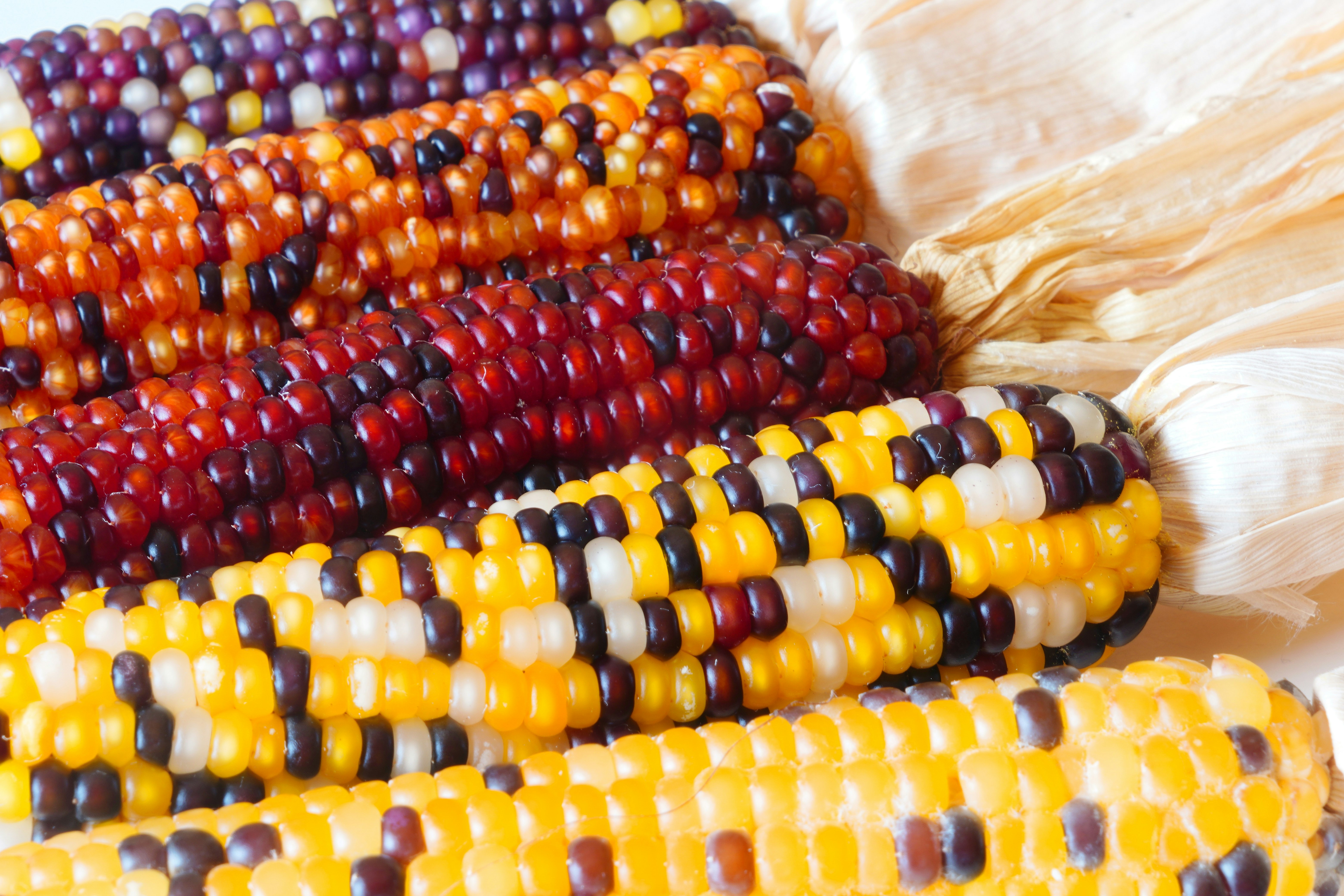 gros plan de grains de maïs colorés en rangées