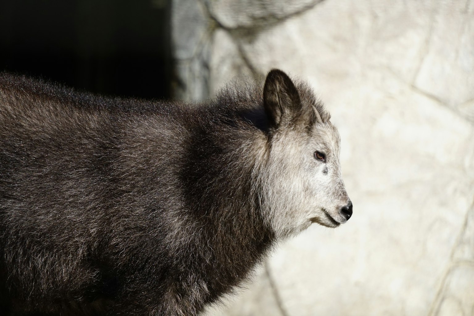 Lupo grigio in posizione laterale con un muro di pietra chiaro sullo sfondo