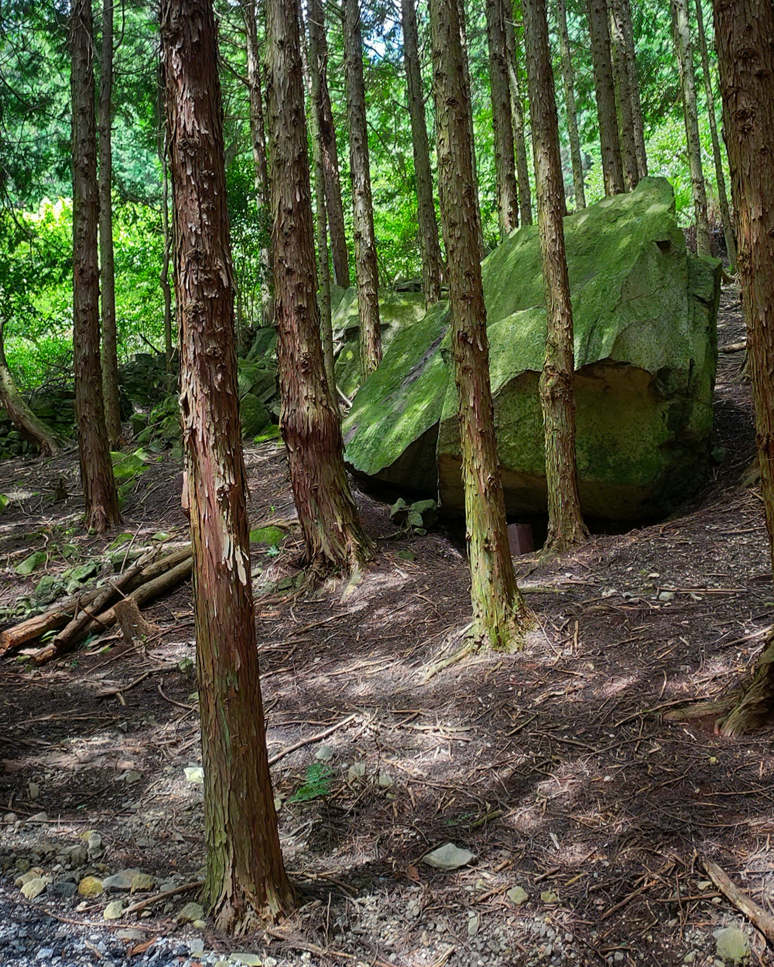 森林場景，有綠色巨石和高樹木