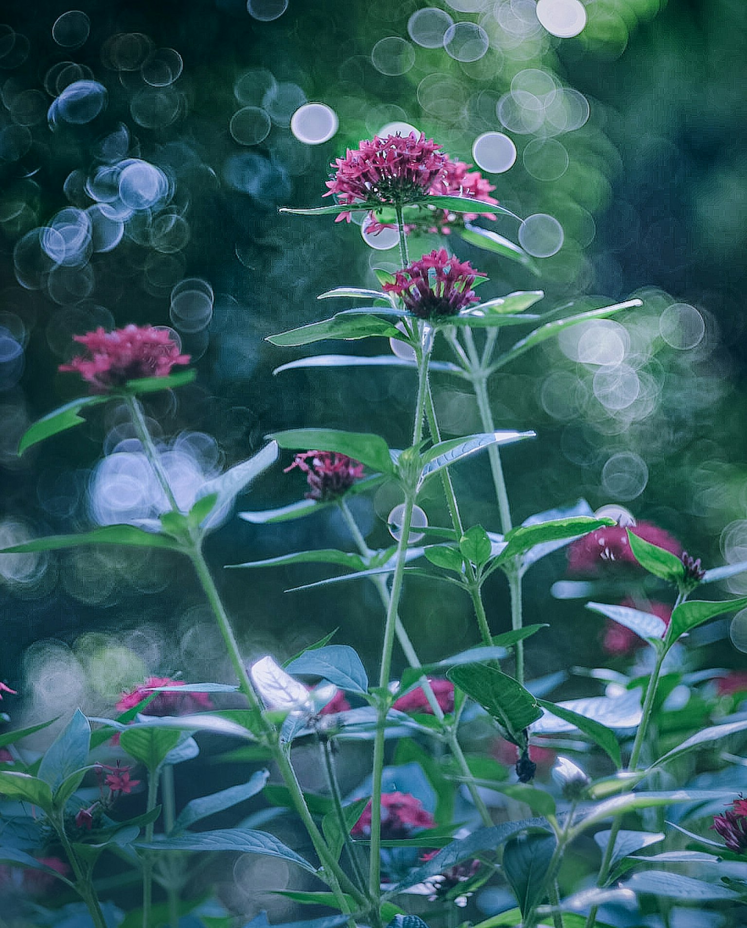 Cluster of pink flowers against a green background