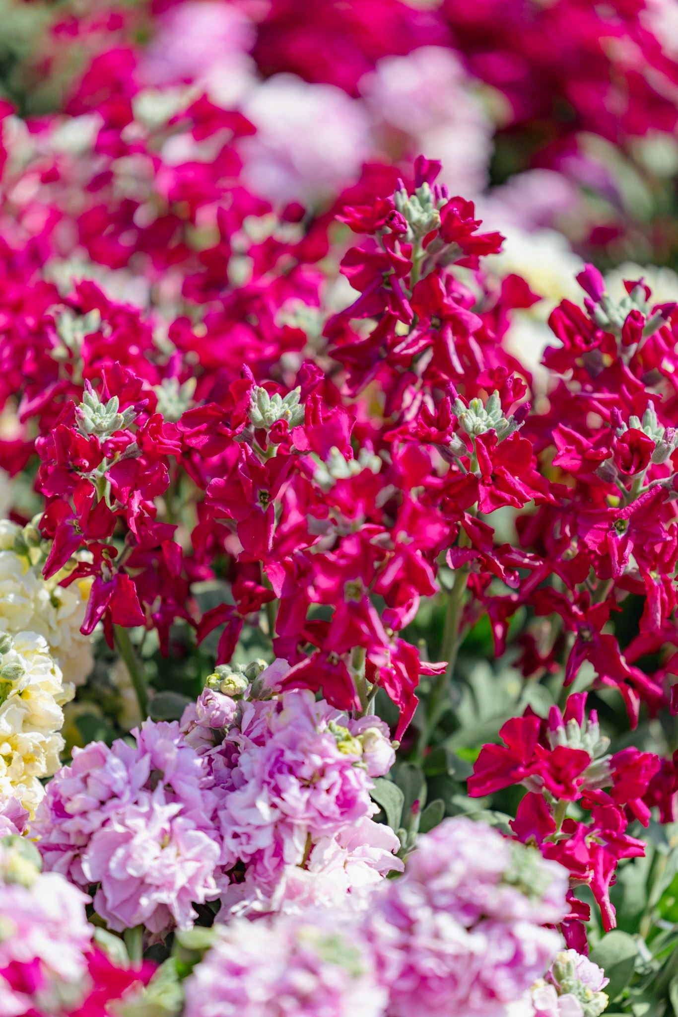 鮮やかな赤とピンクの花が密集した花畑のクローズアップ