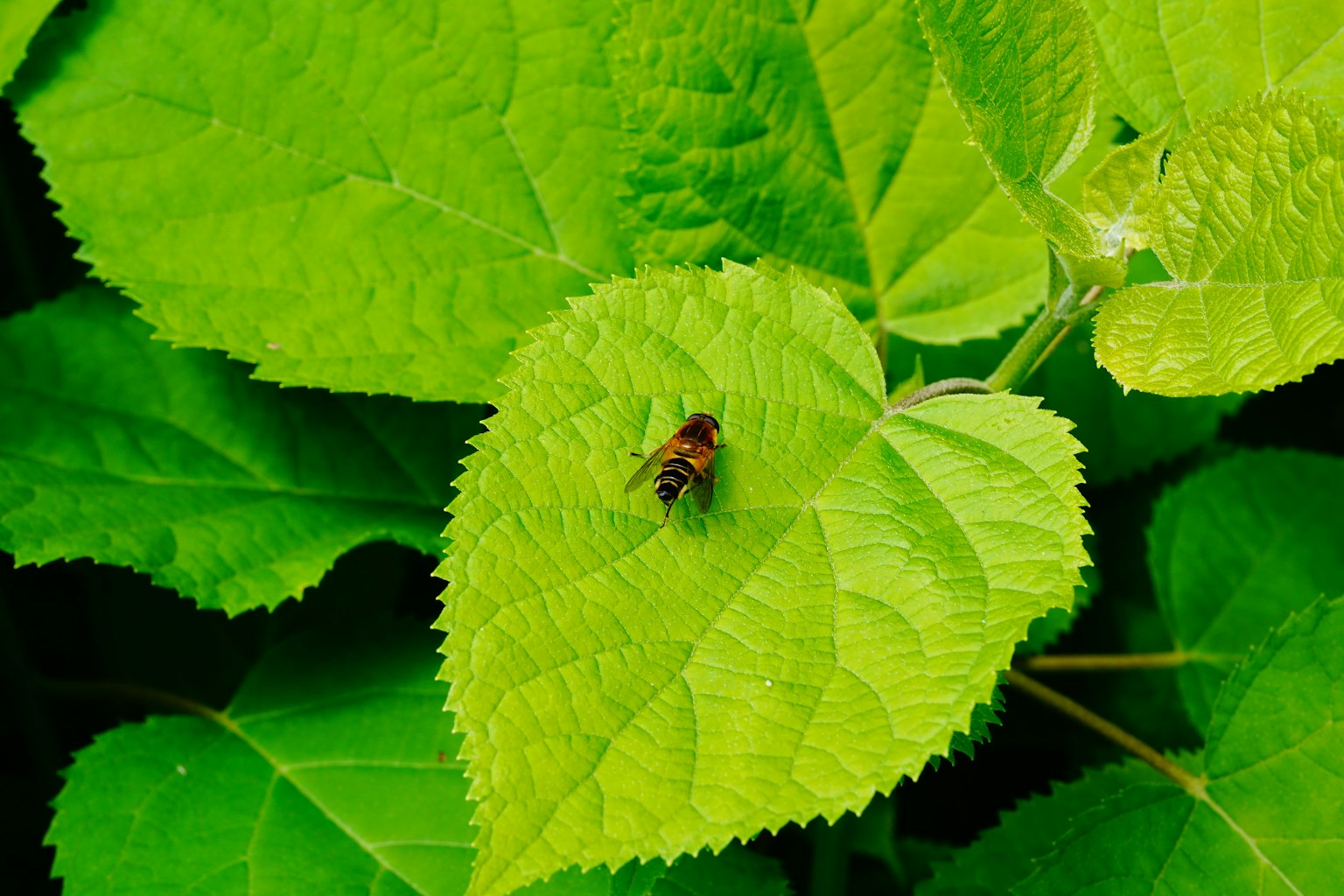 Seekor lebah kecil di atas daun hijau