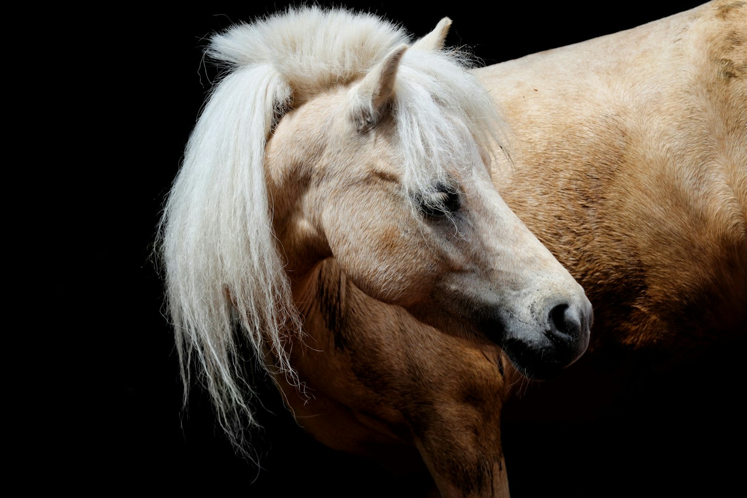 Un hermoso caballo dorado con una melena fluida sobre fondo negro