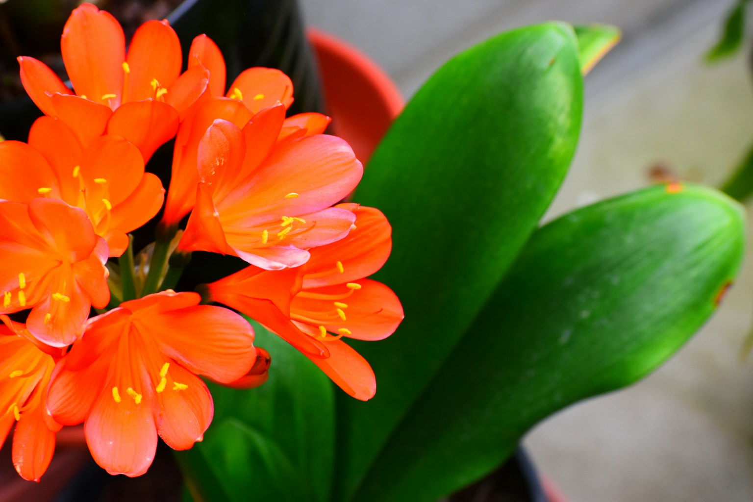 Nahaufnahme einer Pflanze mit orangefarbenen Blüten und grünen Blättern