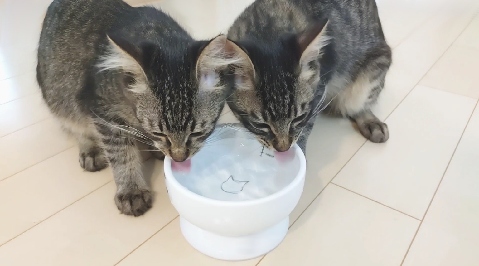 兩隻小貓在一個白色碗裡喝水