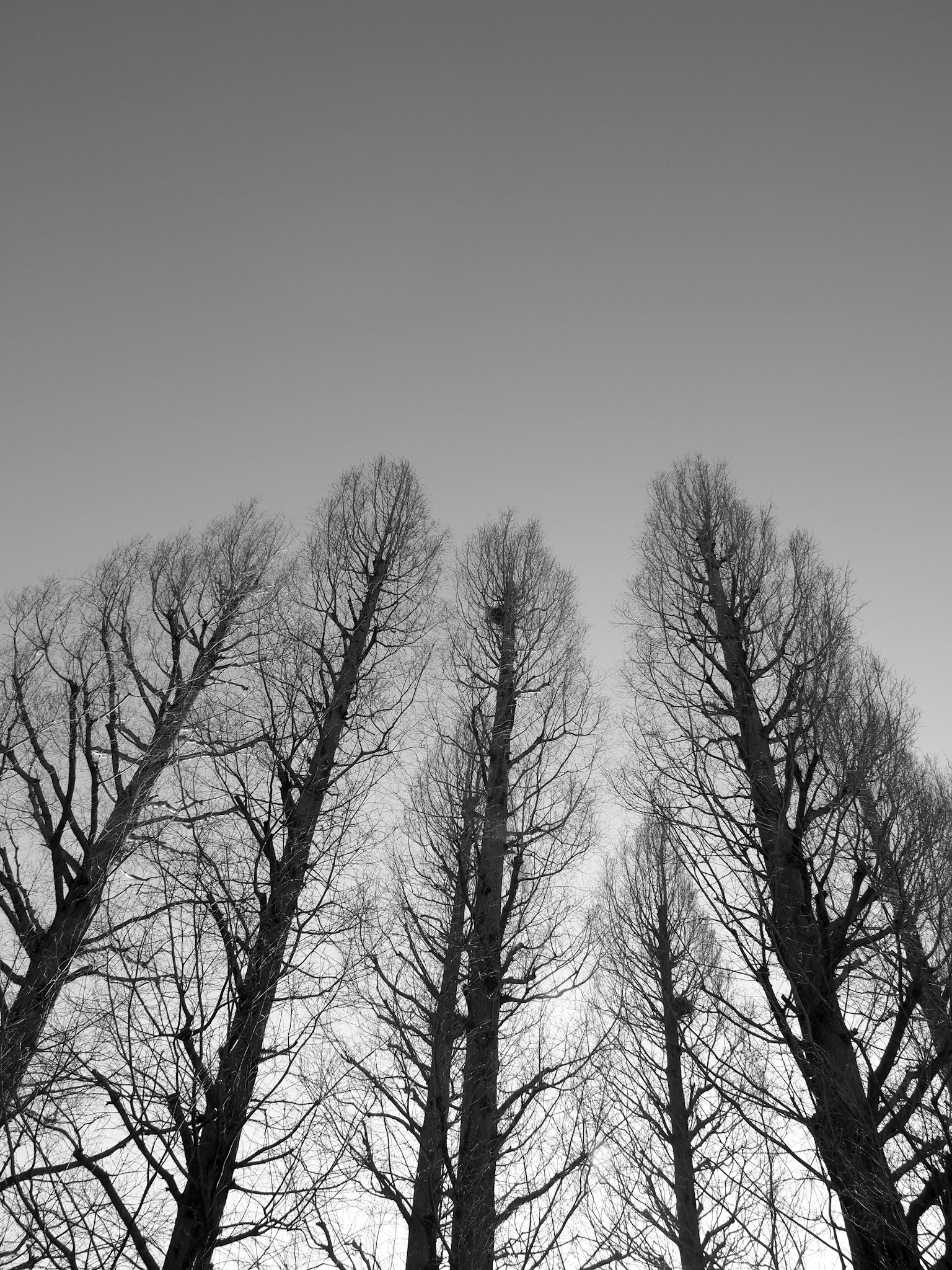 Árboles en blanco y negro que se elevan hacia el cielo