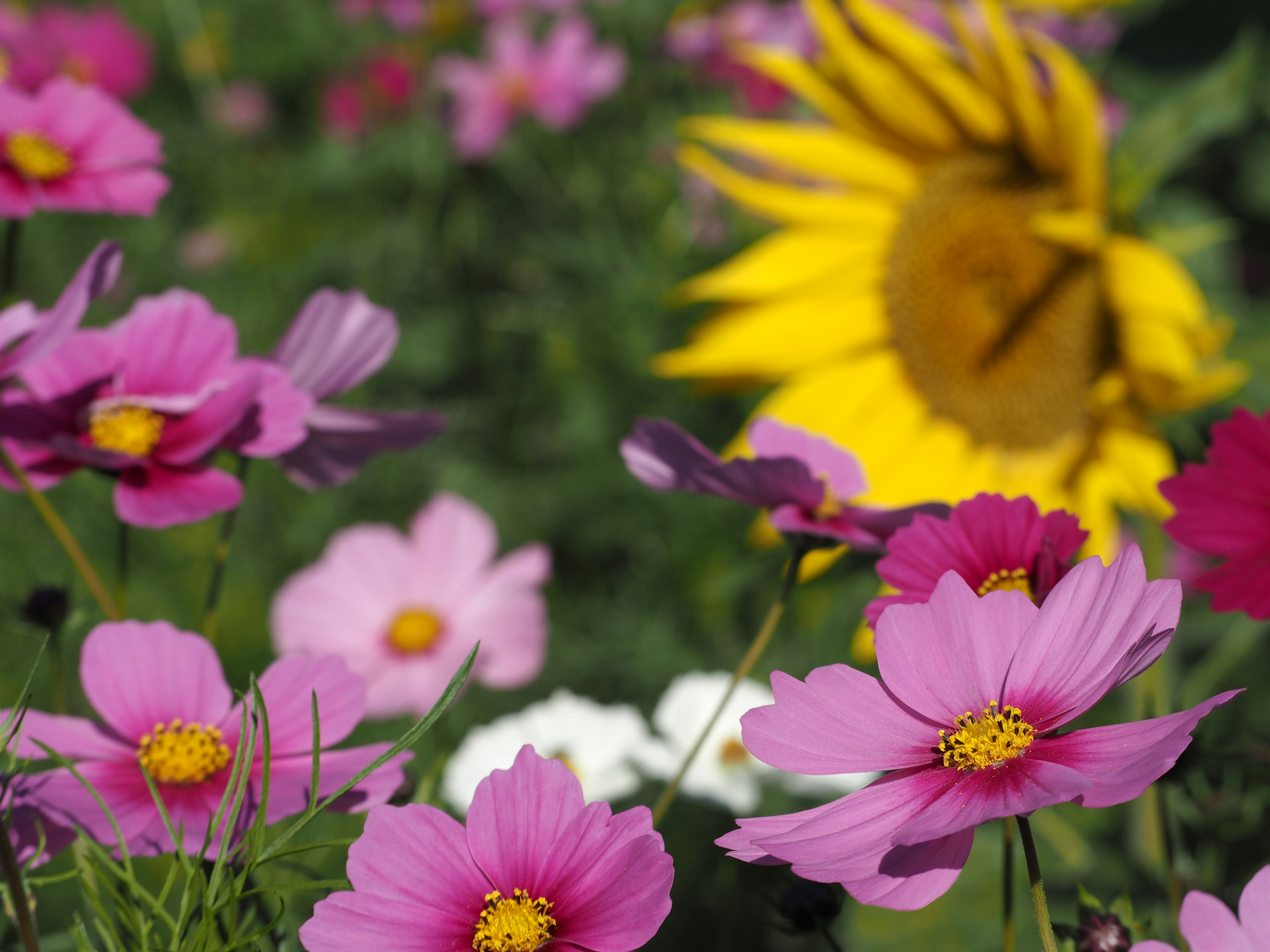 ピンクのコスモスと黄色い花が咲く花畑