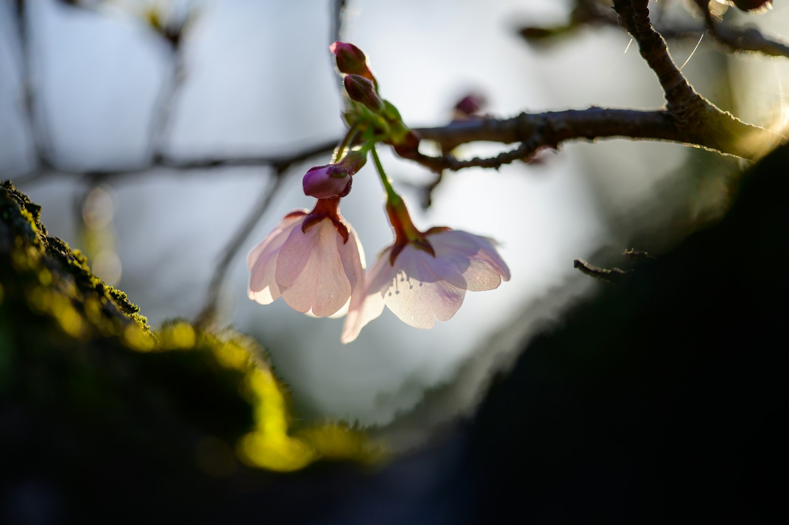 Delicate fiori di ciliegio rosa che sbocciano su un ramo