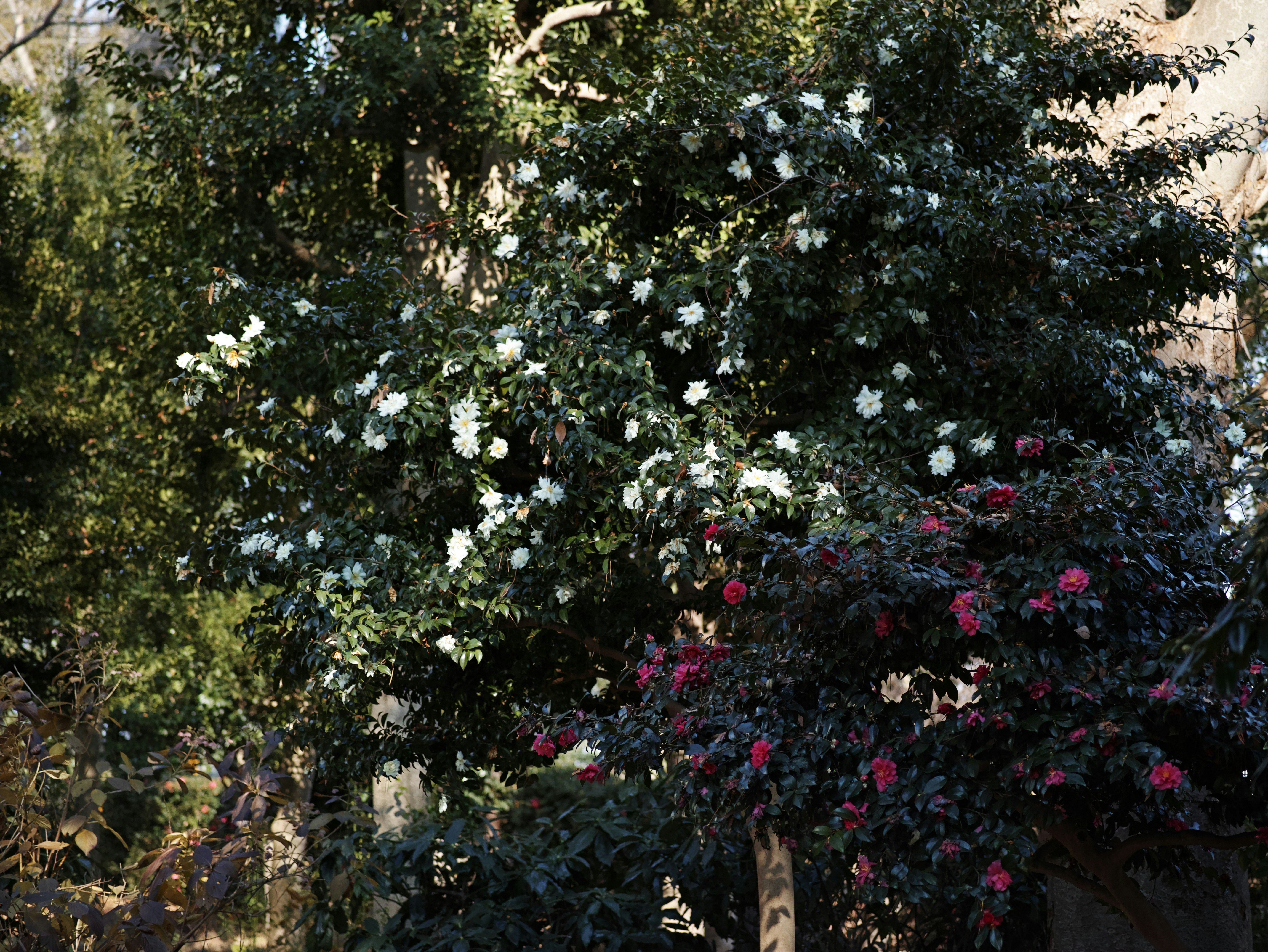 escena de naturaleza con árboles en flor
