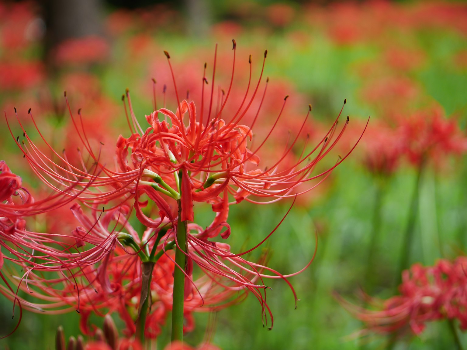 Lirios araña rojos vibrantes floreciendo en un campo verde exuberante