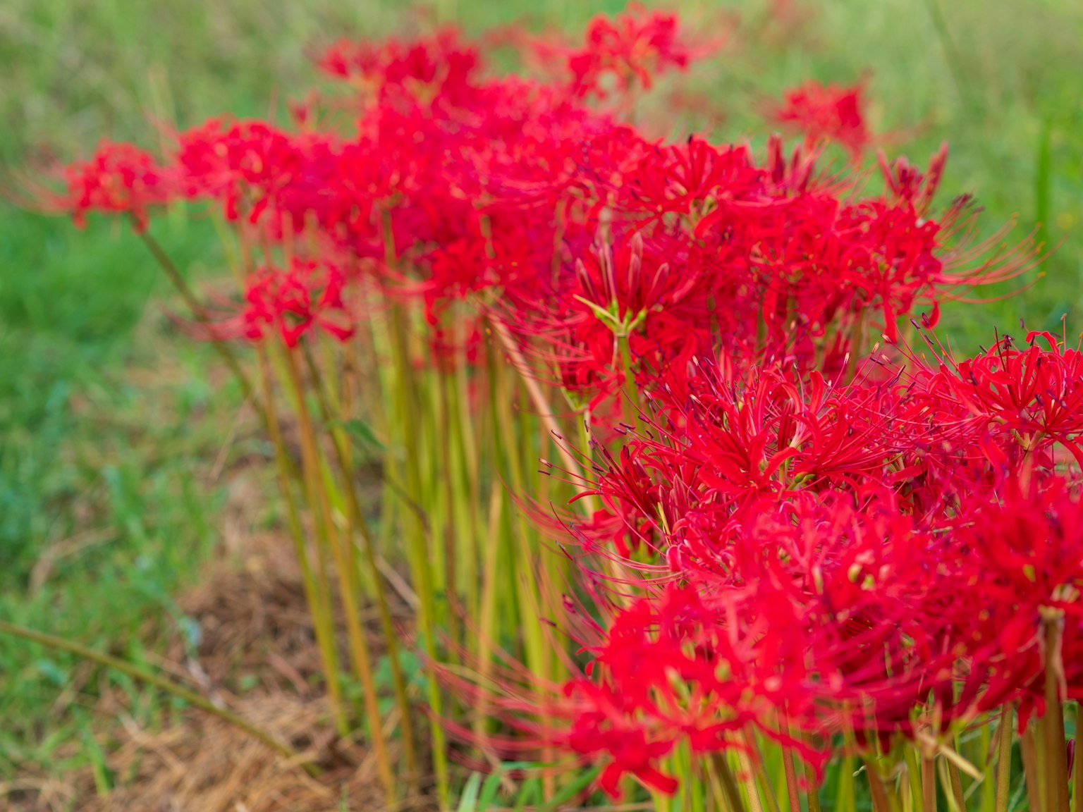 Ladang bunga lili laba-laba merah yang cerah