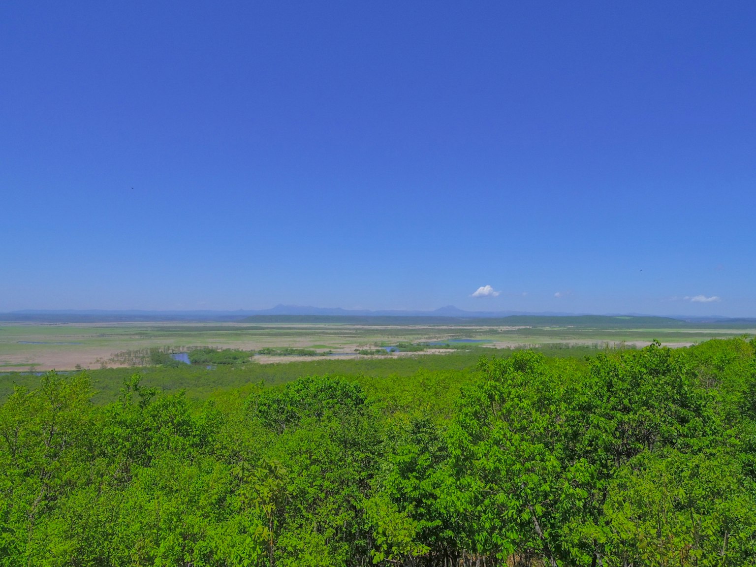 Vista panorámica de árboles verdes bajo un cielo azul claro