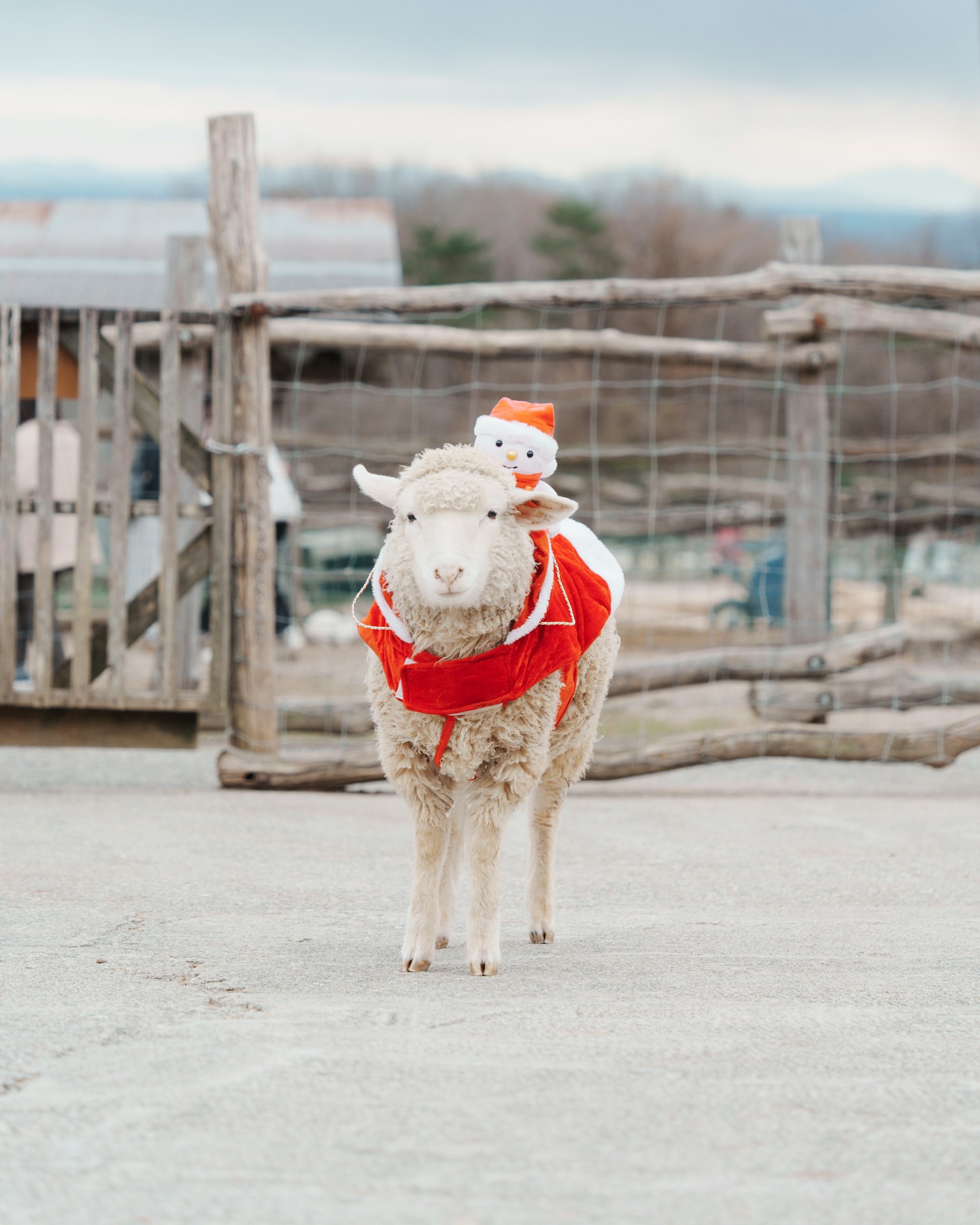 A sheep wearing a red cape with a snowman plush toy on its back