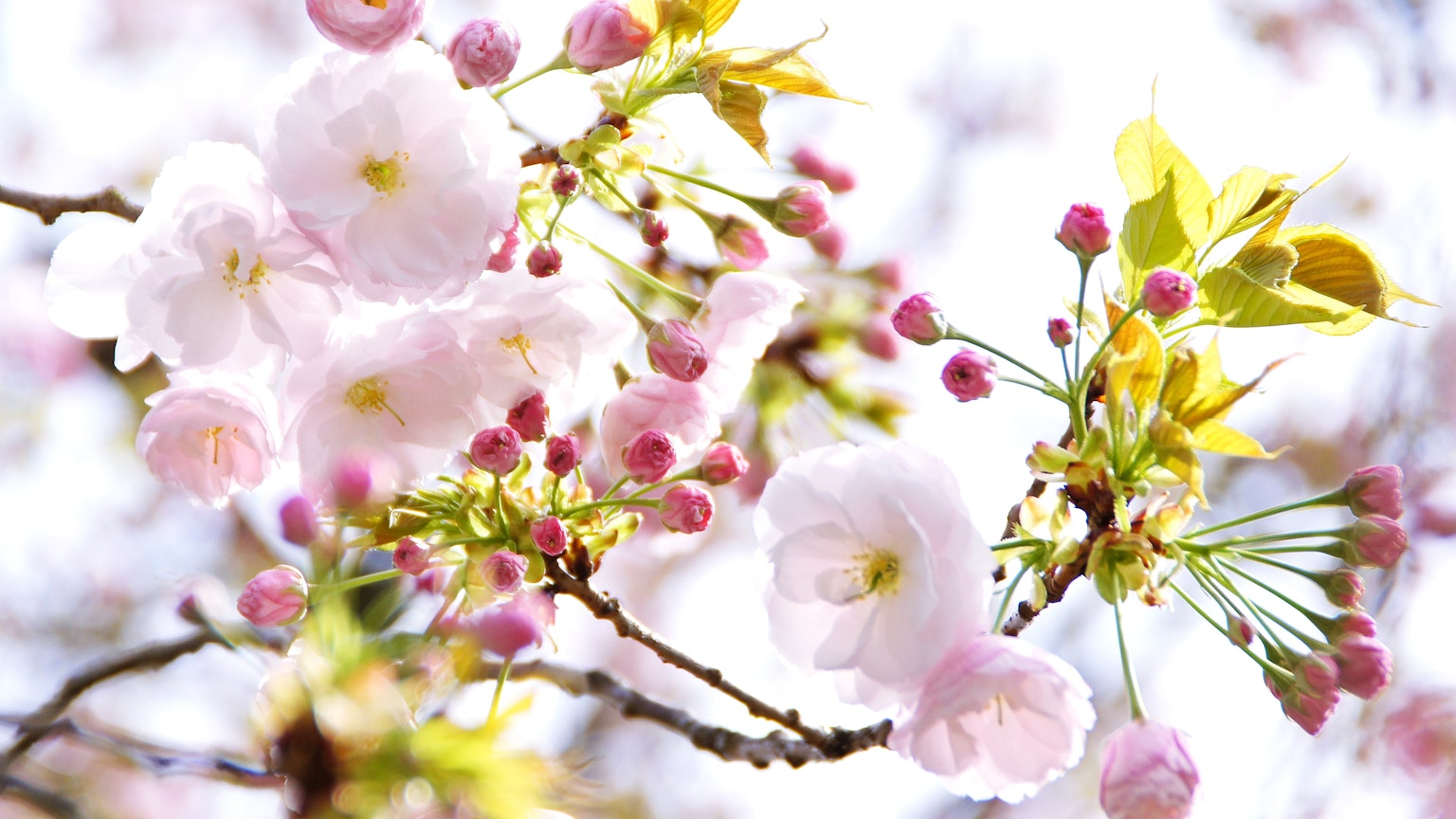 Nahaufnahme von Kirschblüten und Knospen