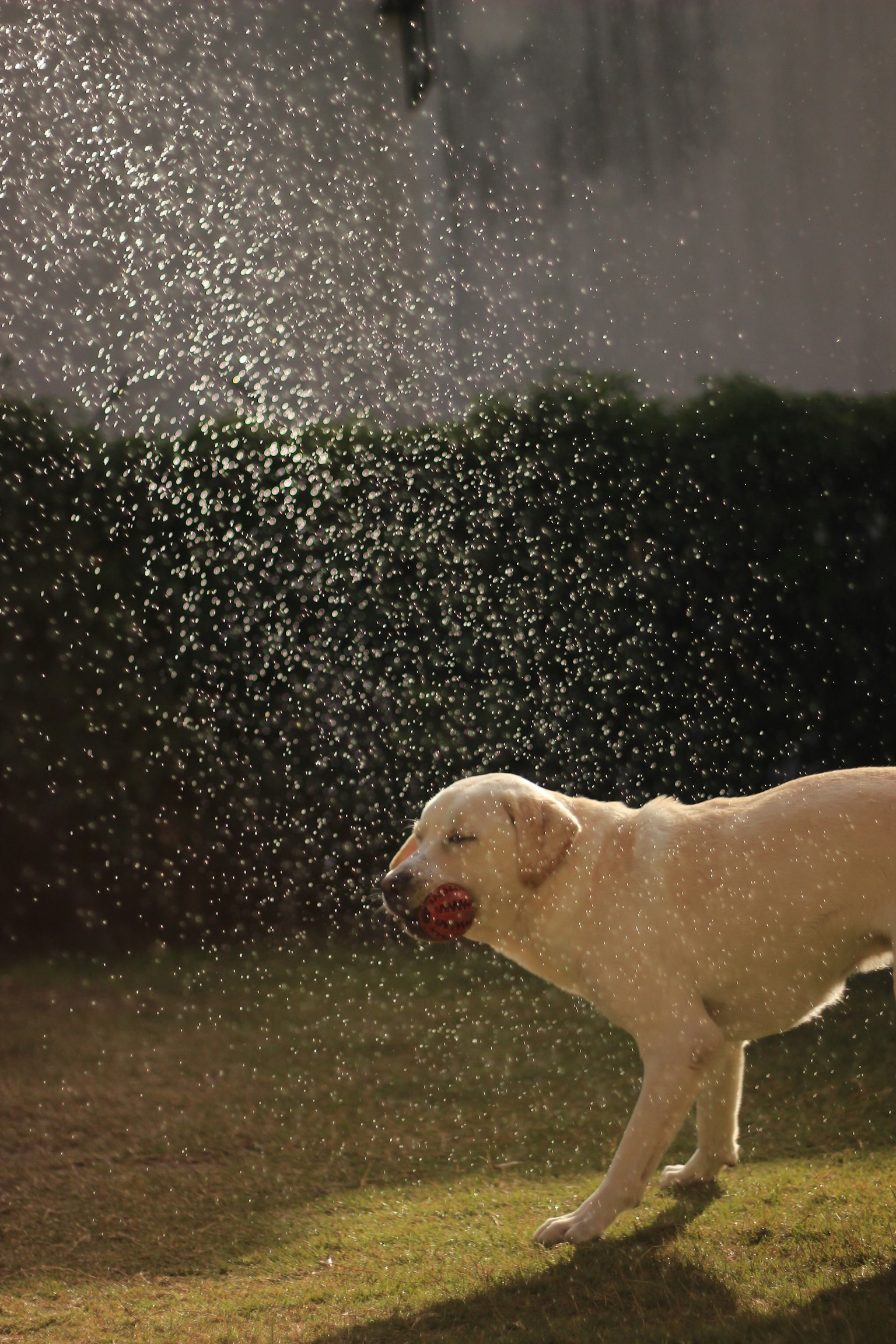 水しぶきを浴びる白い犬がボールを咥えている