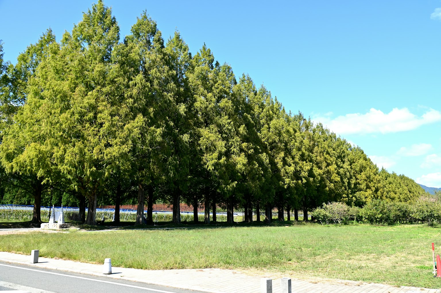 Fila di alberi verdi sotto un cielo azzurro con un campo erboso