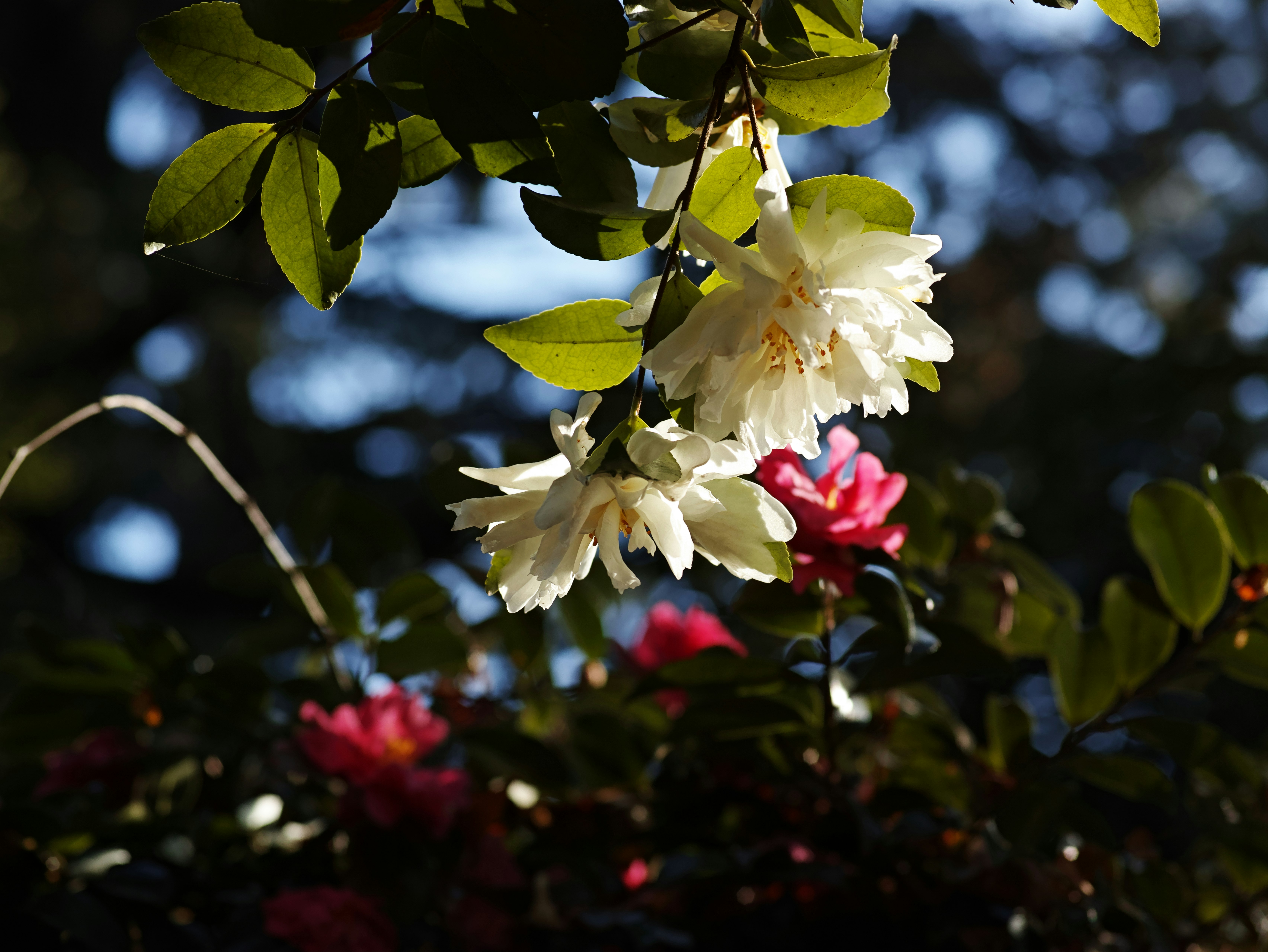花と葉の間に咲く白い花のクローズアップ