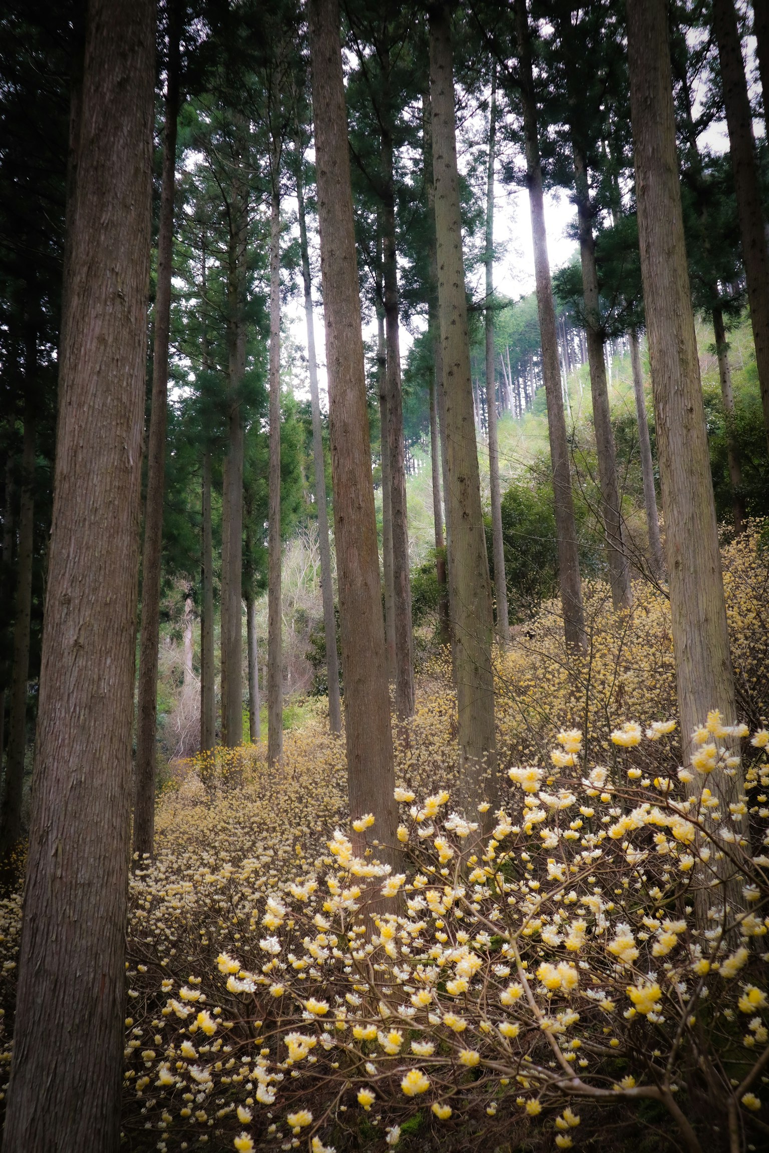 Alti alberi in una foresta con fiori gialli a terra