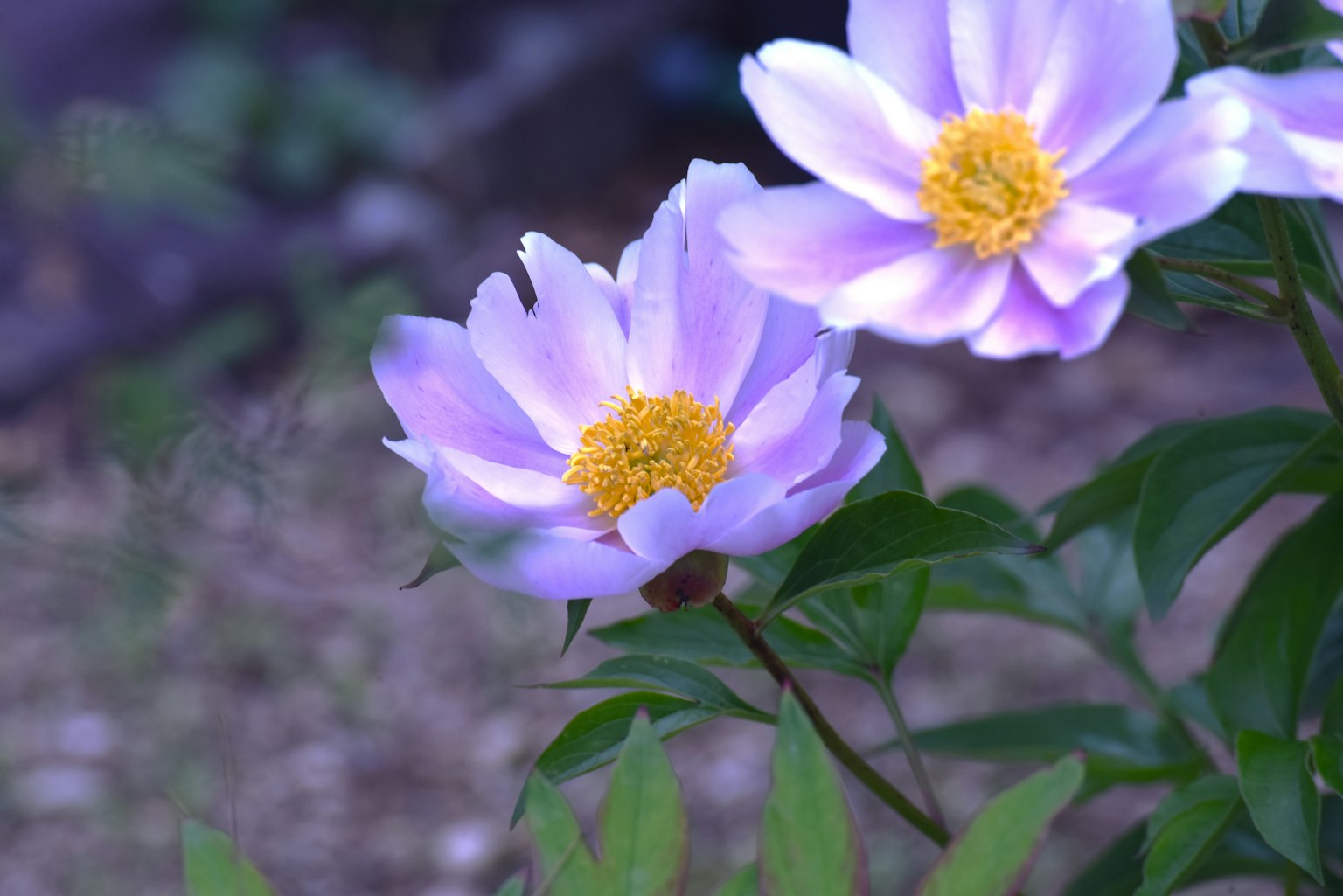 花瓣呈淺紫色和黃色中心的花在花園中盛開