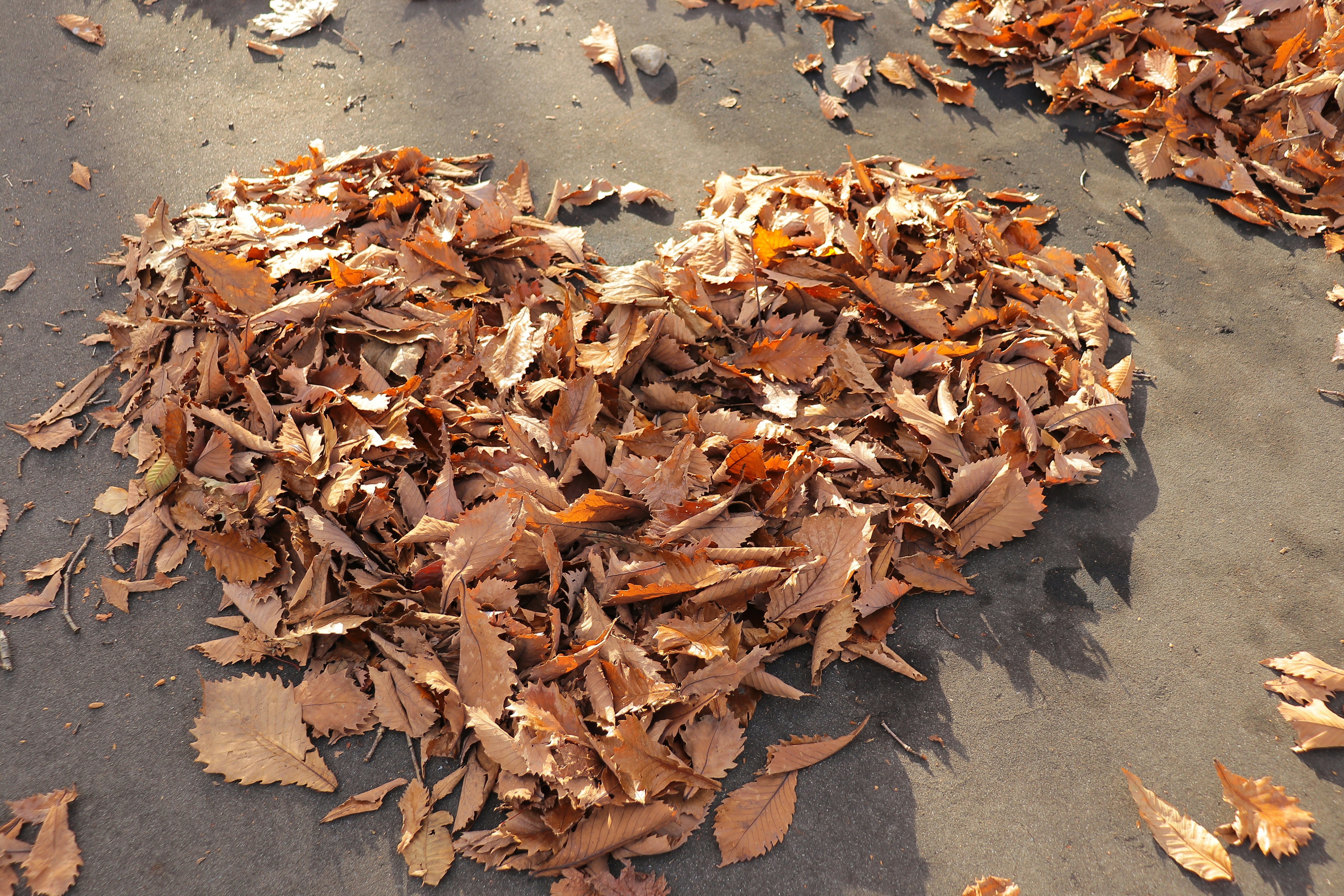 ground covered with fallen leaves