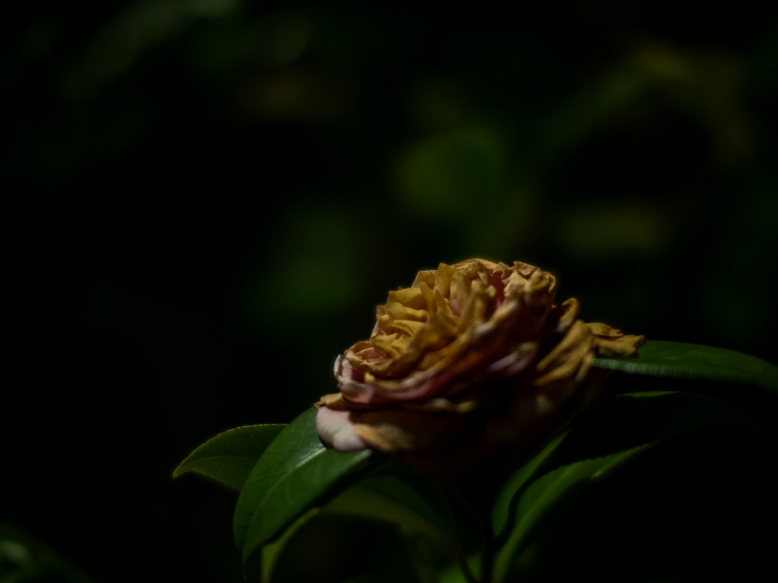 Close-up of a flower blooming at night surrounded by dark green leaves with yellow and pink petals