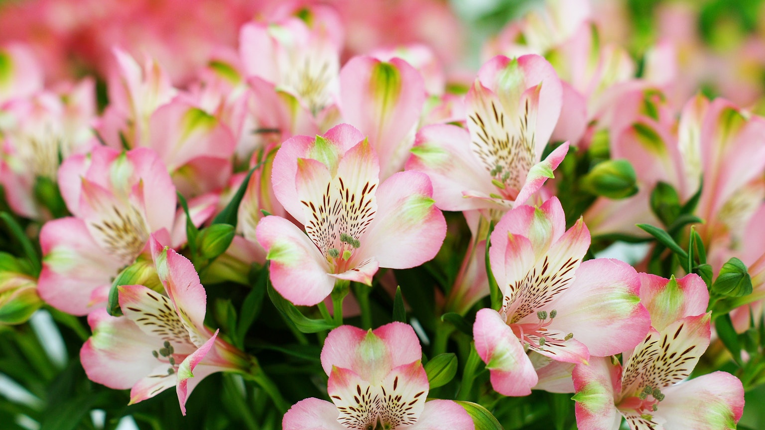 粉色的百合花束，花瓣細緻