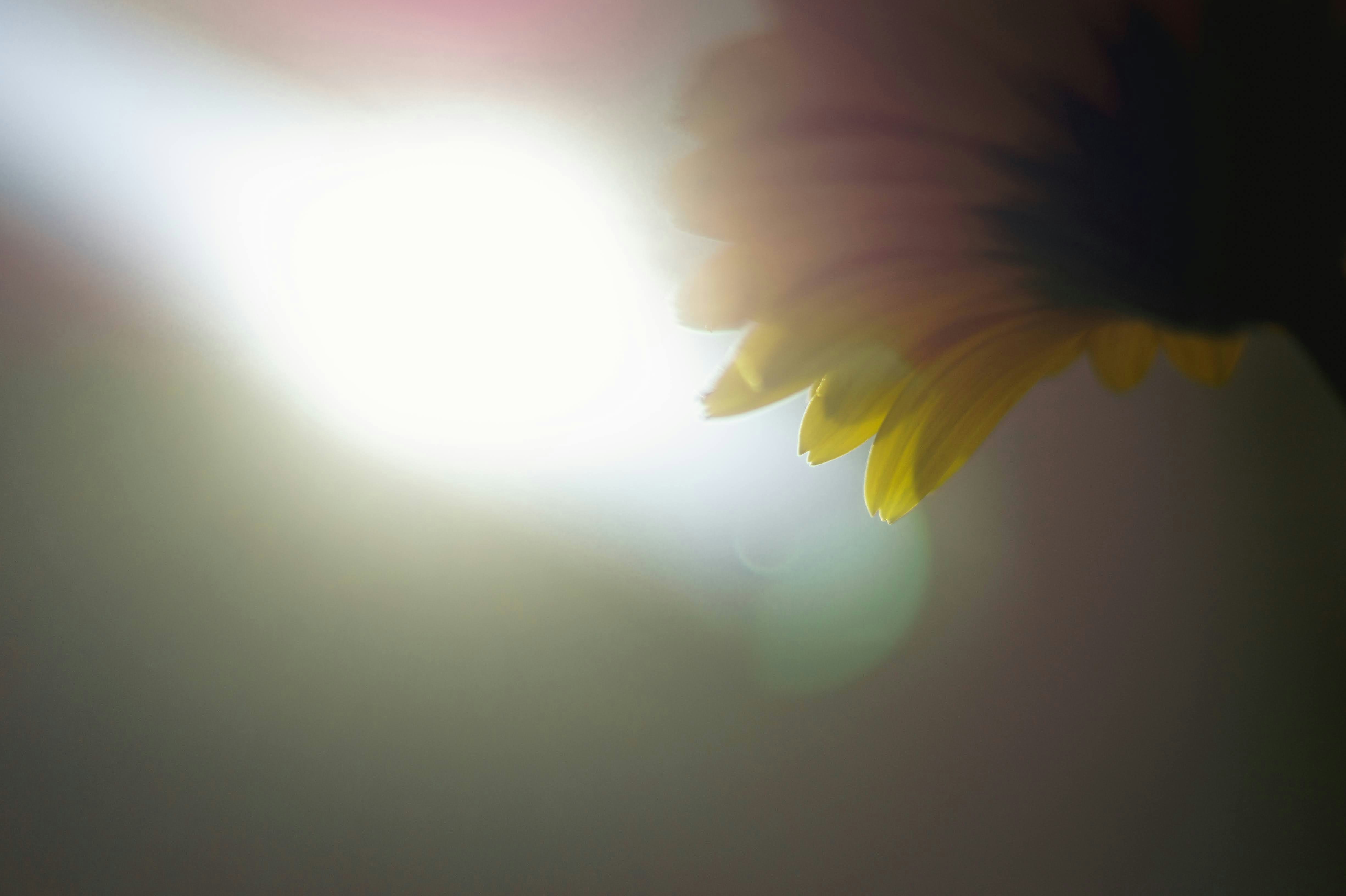 ガーベラの花びらが柔らかくボケたクローズアップ