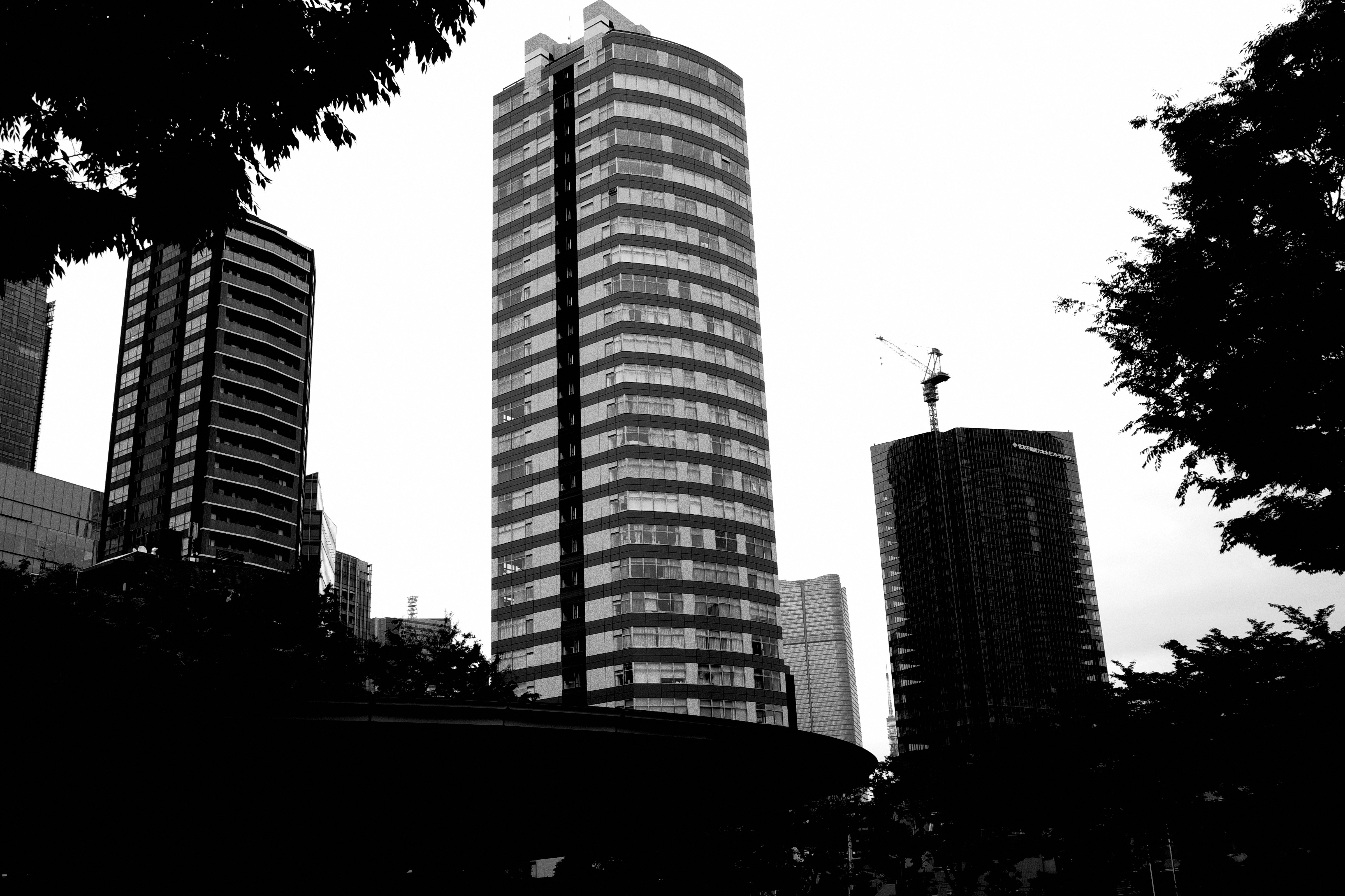 樹木剪影之間的高層建築群